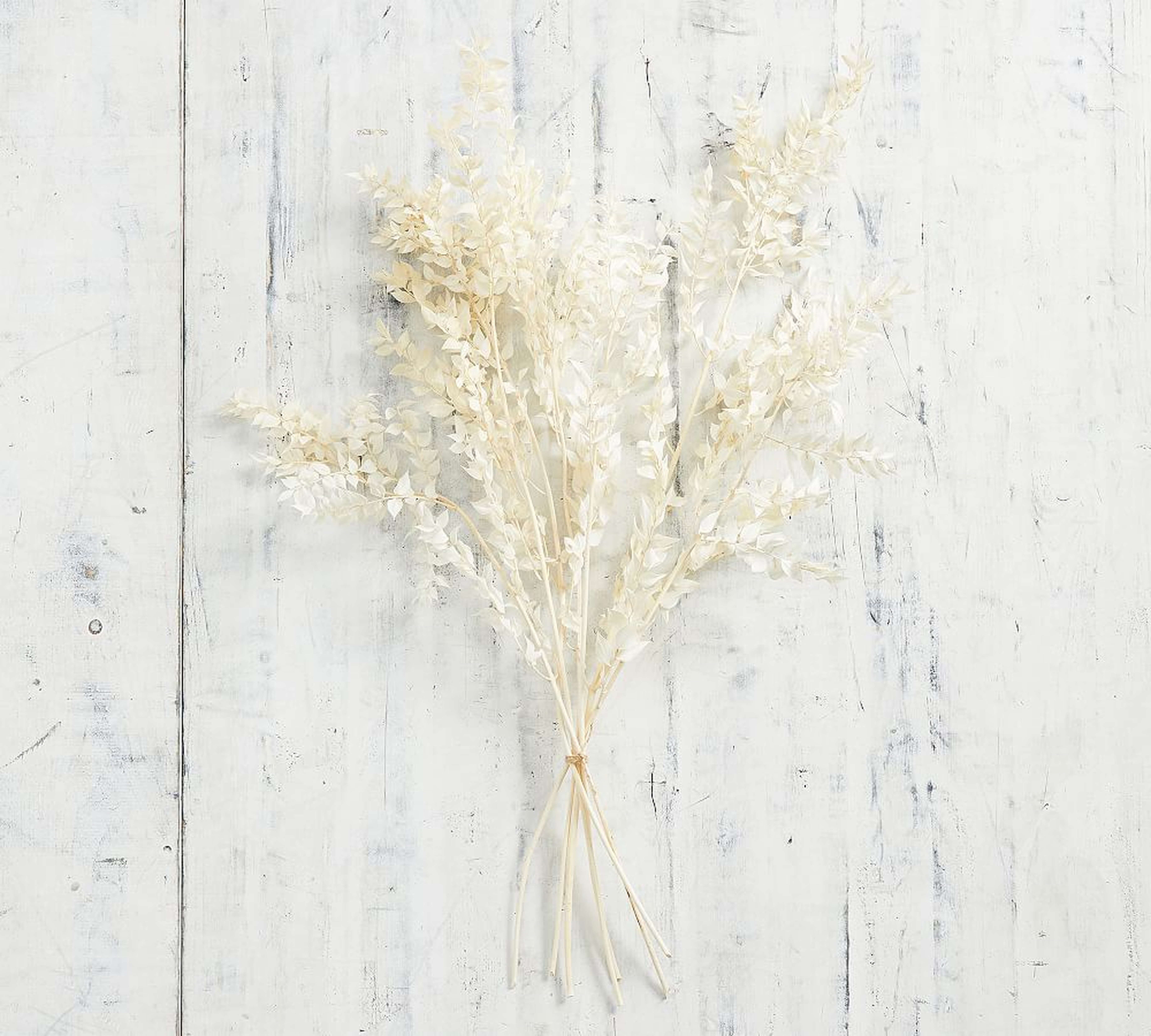 Dried Ruscus Bundle, White - Pottery Barn