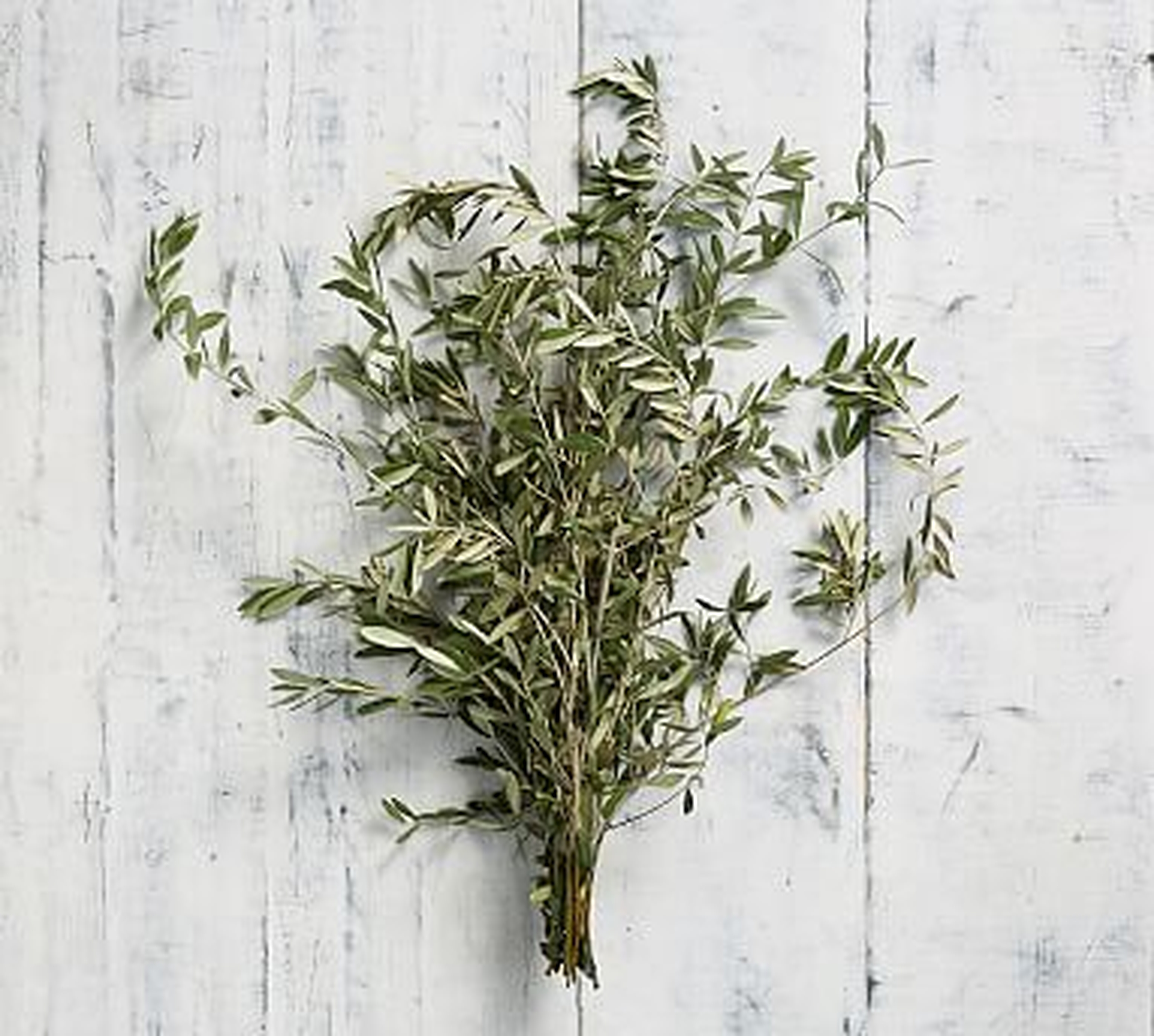 Live Olive Leaves, 3 Bunches - Pottery Barn