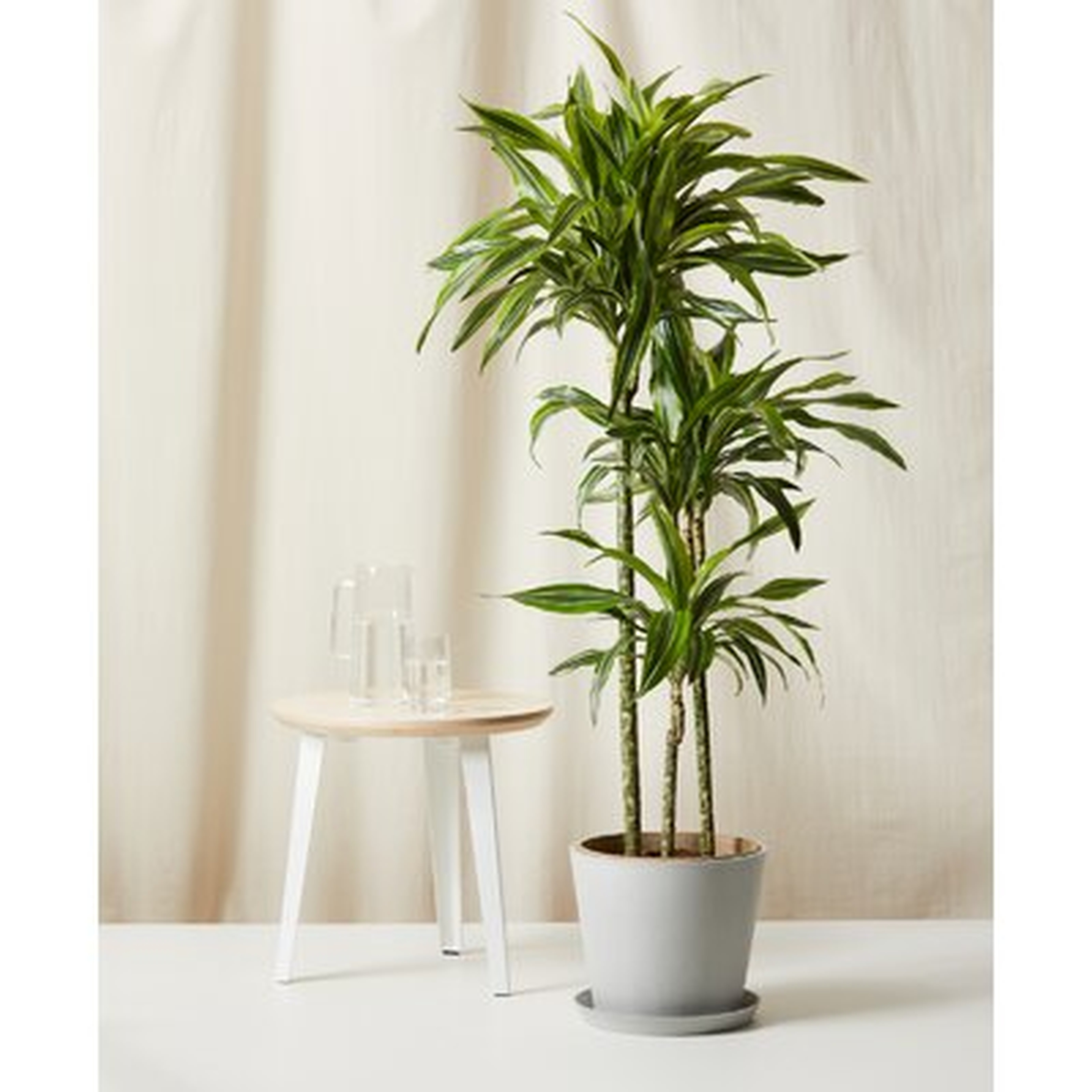 Bloomscape Dracaena Gold Star - 46"-52" Tall (Including Pot) Live Plant In Indigo Colored 12" Recycled Plastic Pot & Saucer - Wayfair