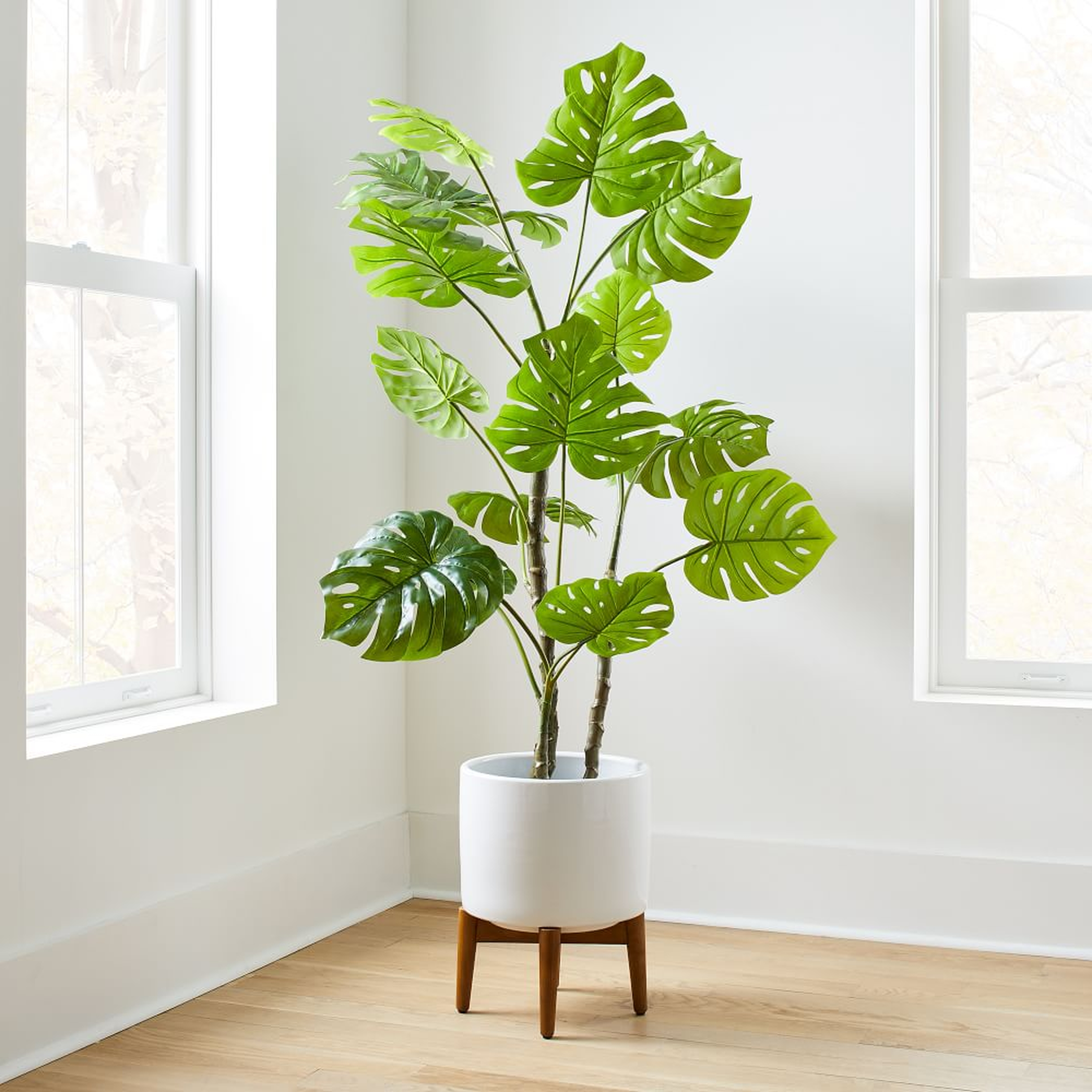 Potted Monstera 5' Plant & Turned Wood Planter, Wide, White - West Elm