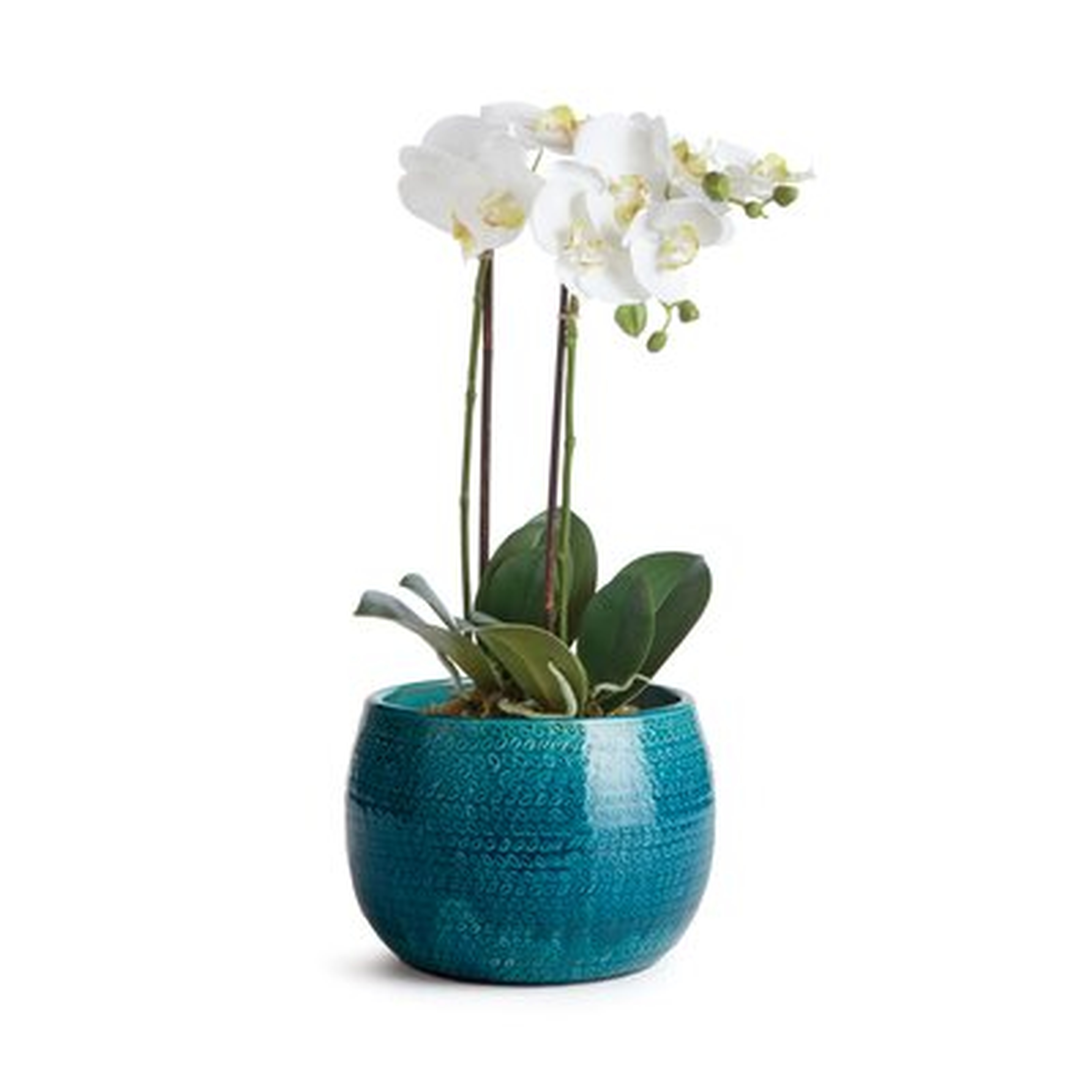 Aylor Ceramic Pot Planter - Birch Lane