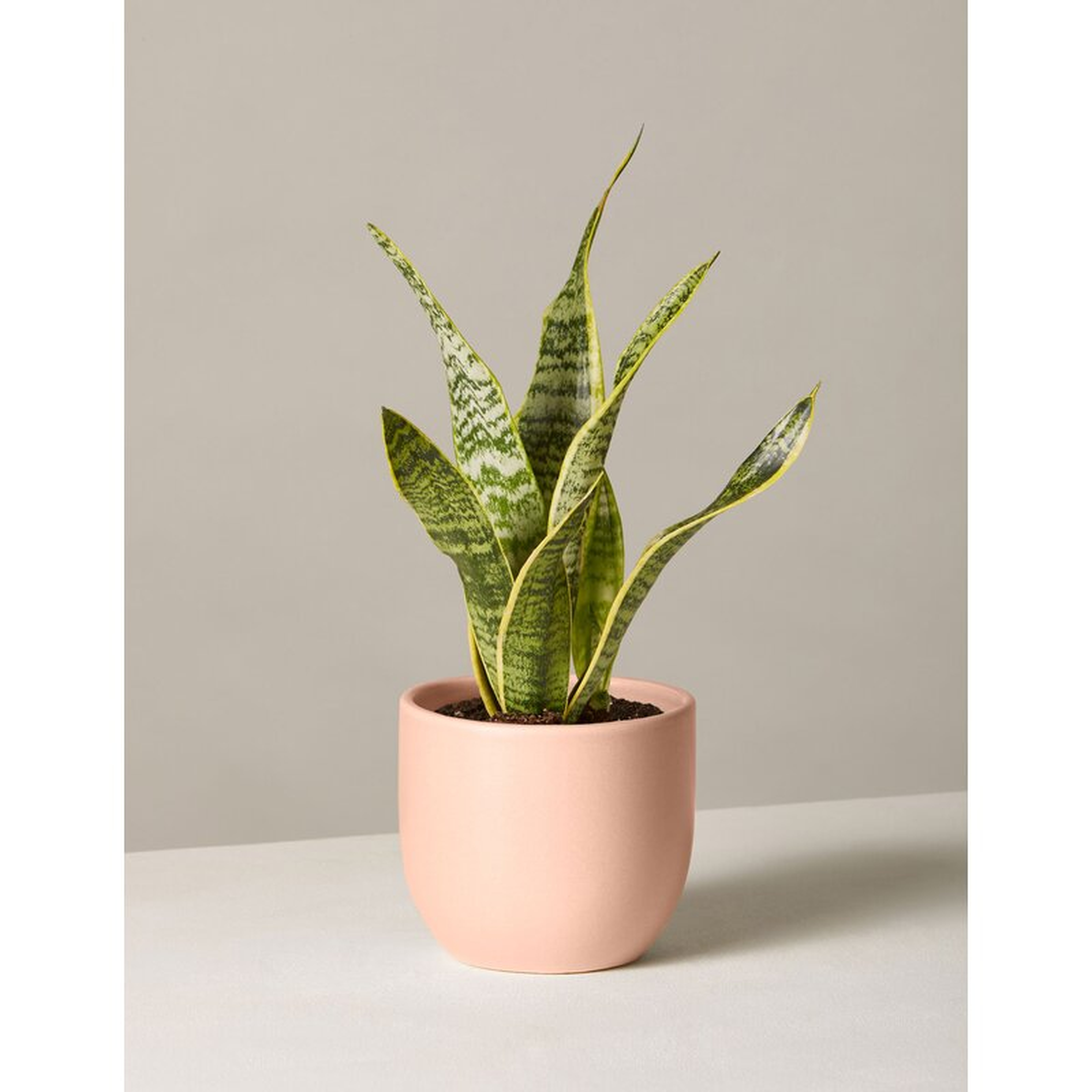The Sill Live Snake Plant in Pot Size: 18" H x 5" W x 5" D, Base Color: Blush - Perigold