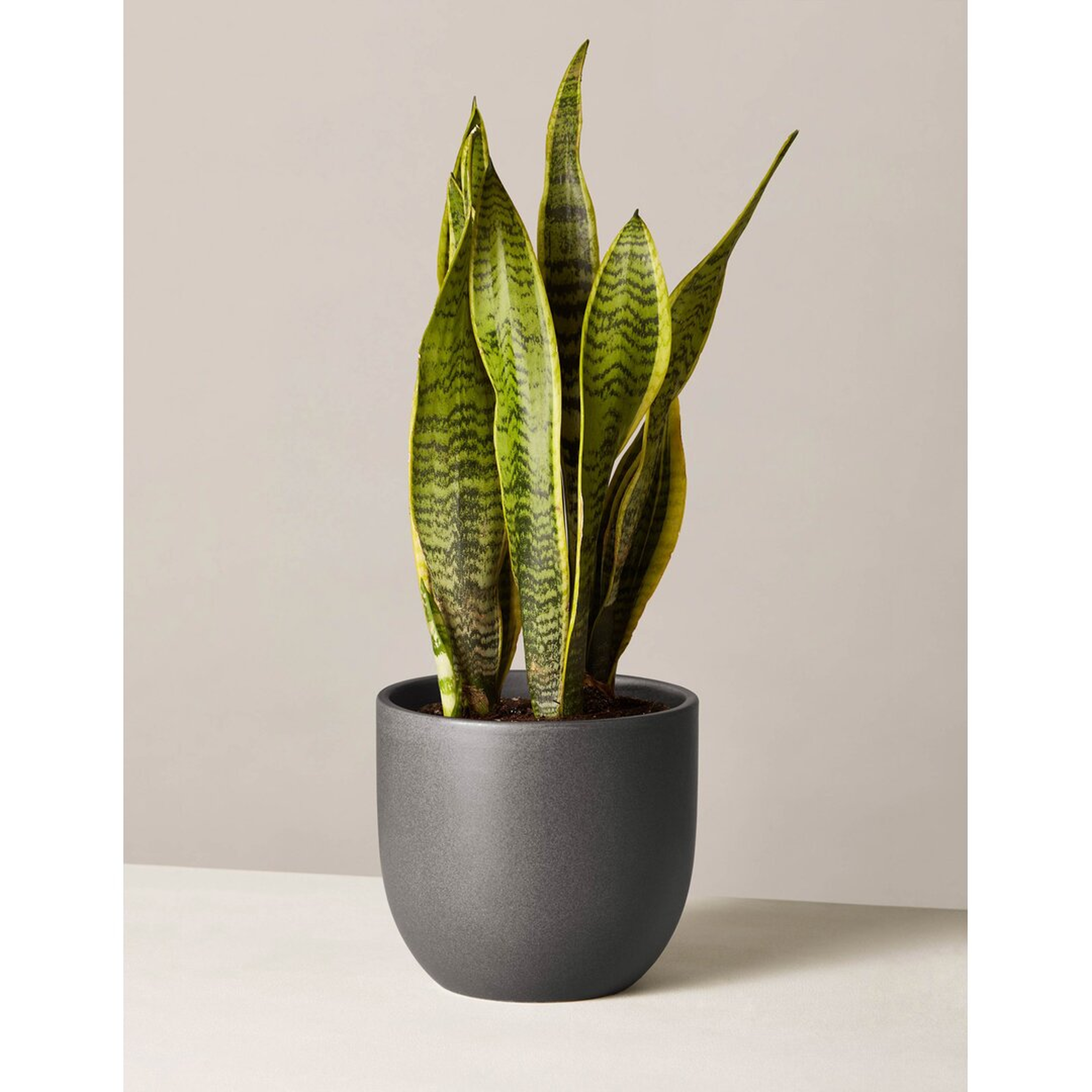 "The Sill Snake Plant in Pot" - Perigold