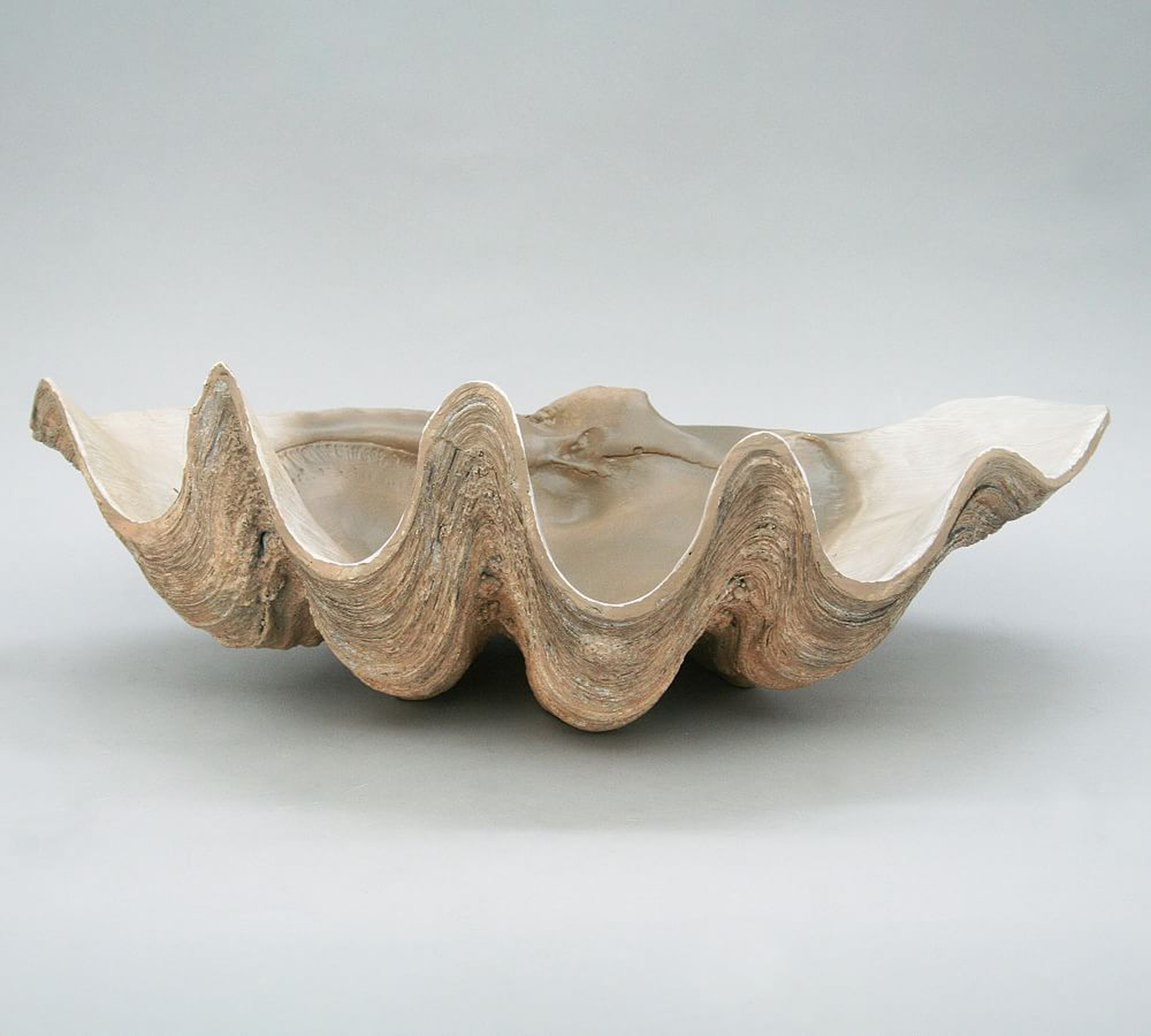 Fossilized Clam Decorative Object - Pottery Barn