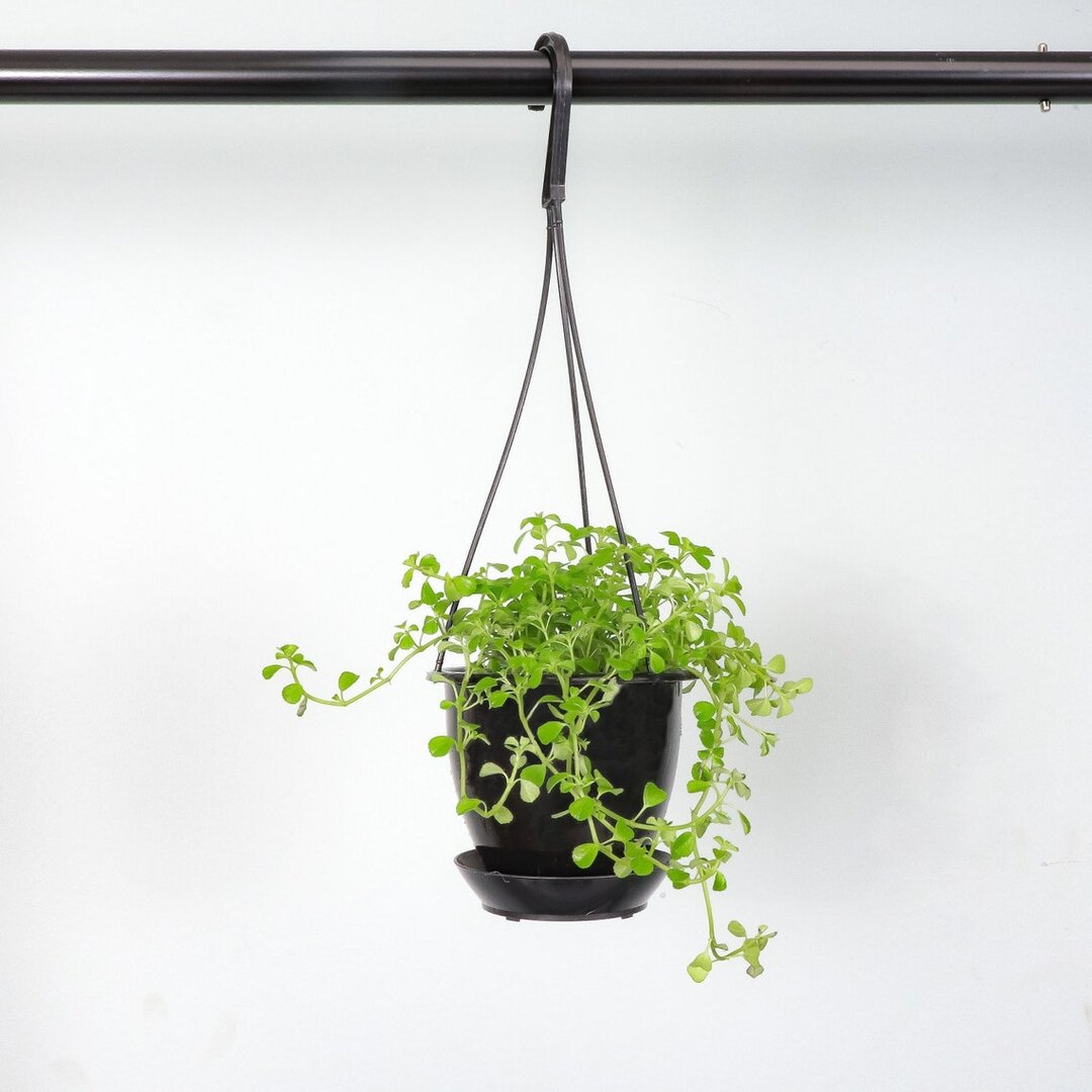 Thorsen's Greenhouse Live Green Baby Tears Pilea Plant in Hanging Pot - Perigold