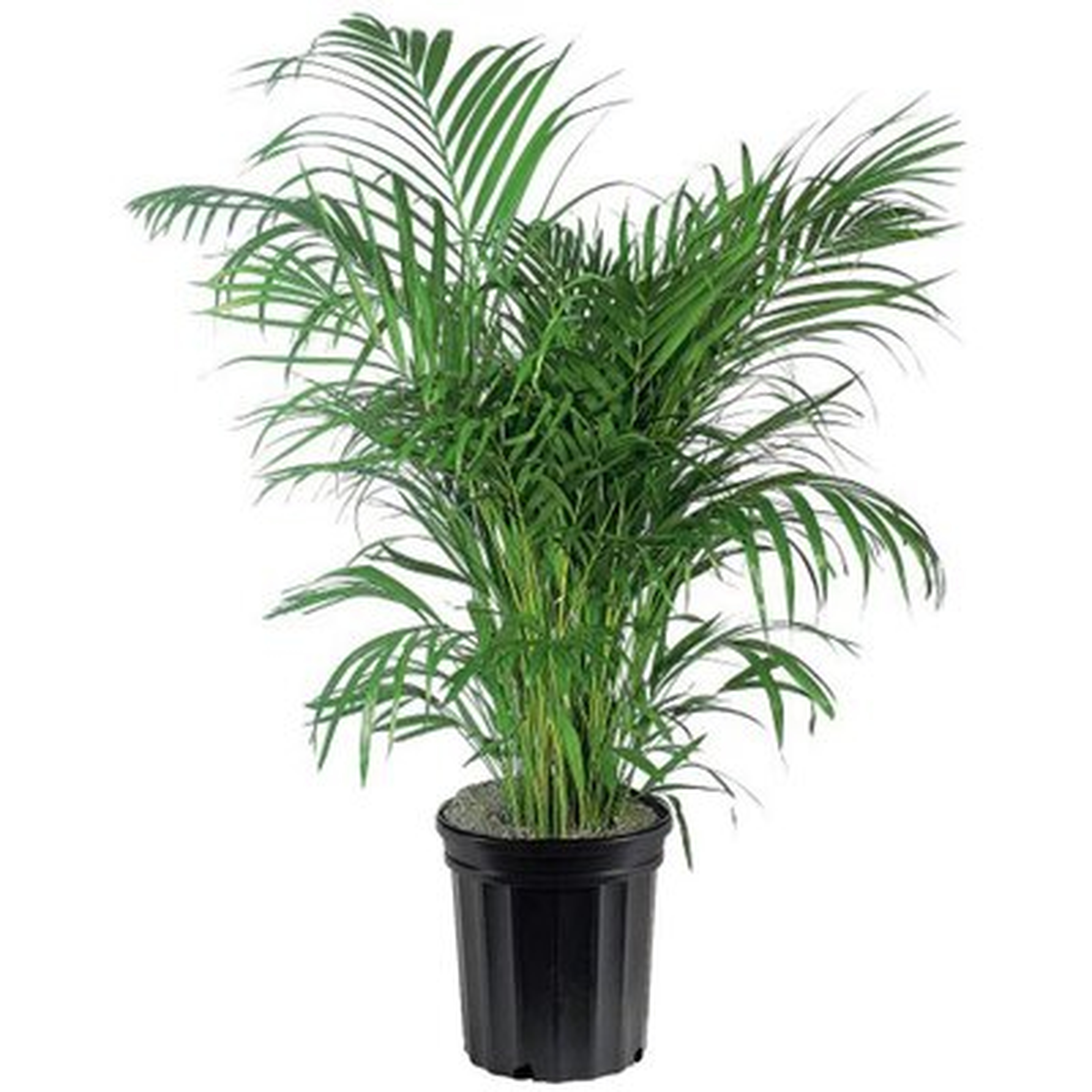 Areca Palm Live Plant 10" Pot Top Indoor Air Purifier - Wayfair
