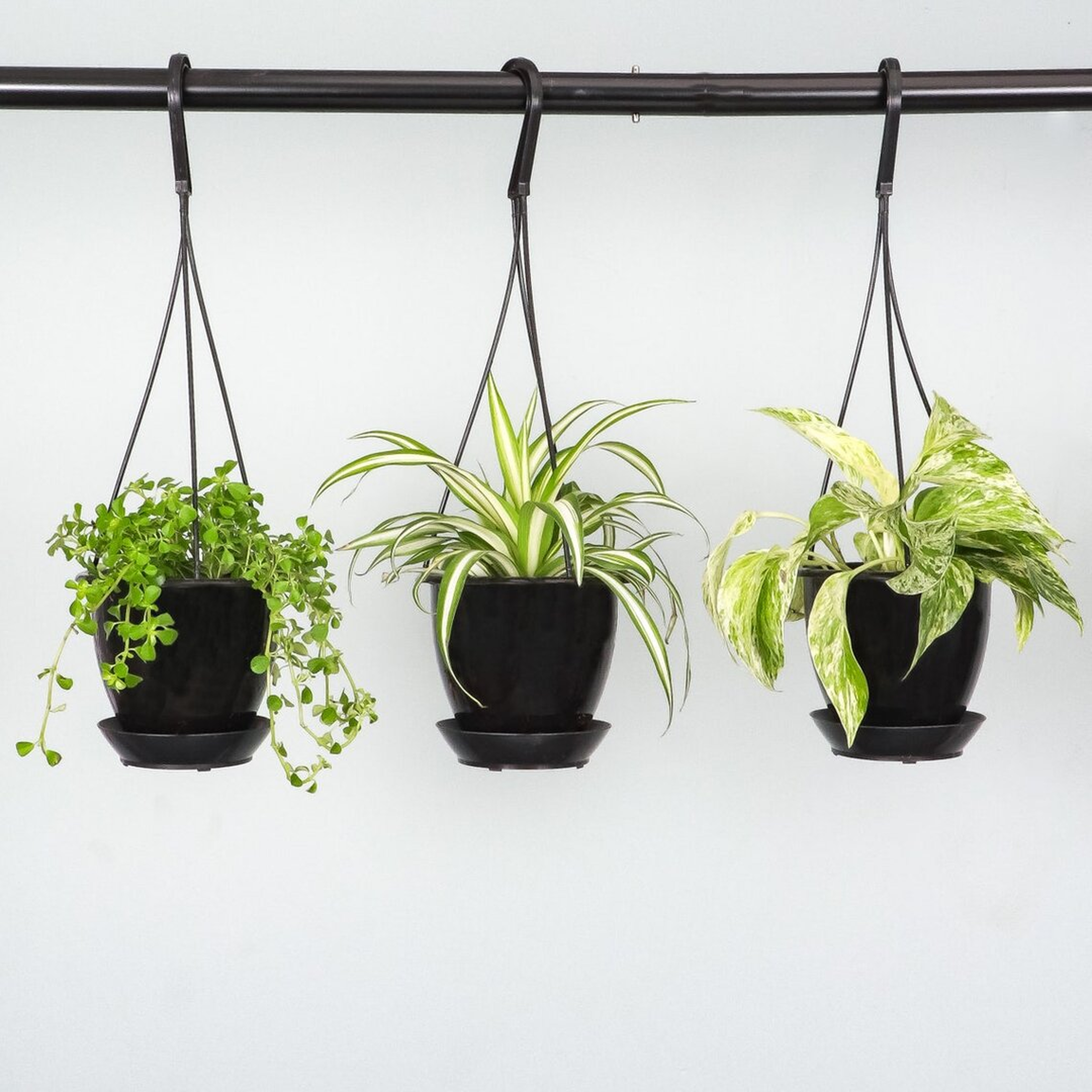 Thorsen's Greenhouse Live Marble Queen Pothos Plant in Hanging Pot - Perigold