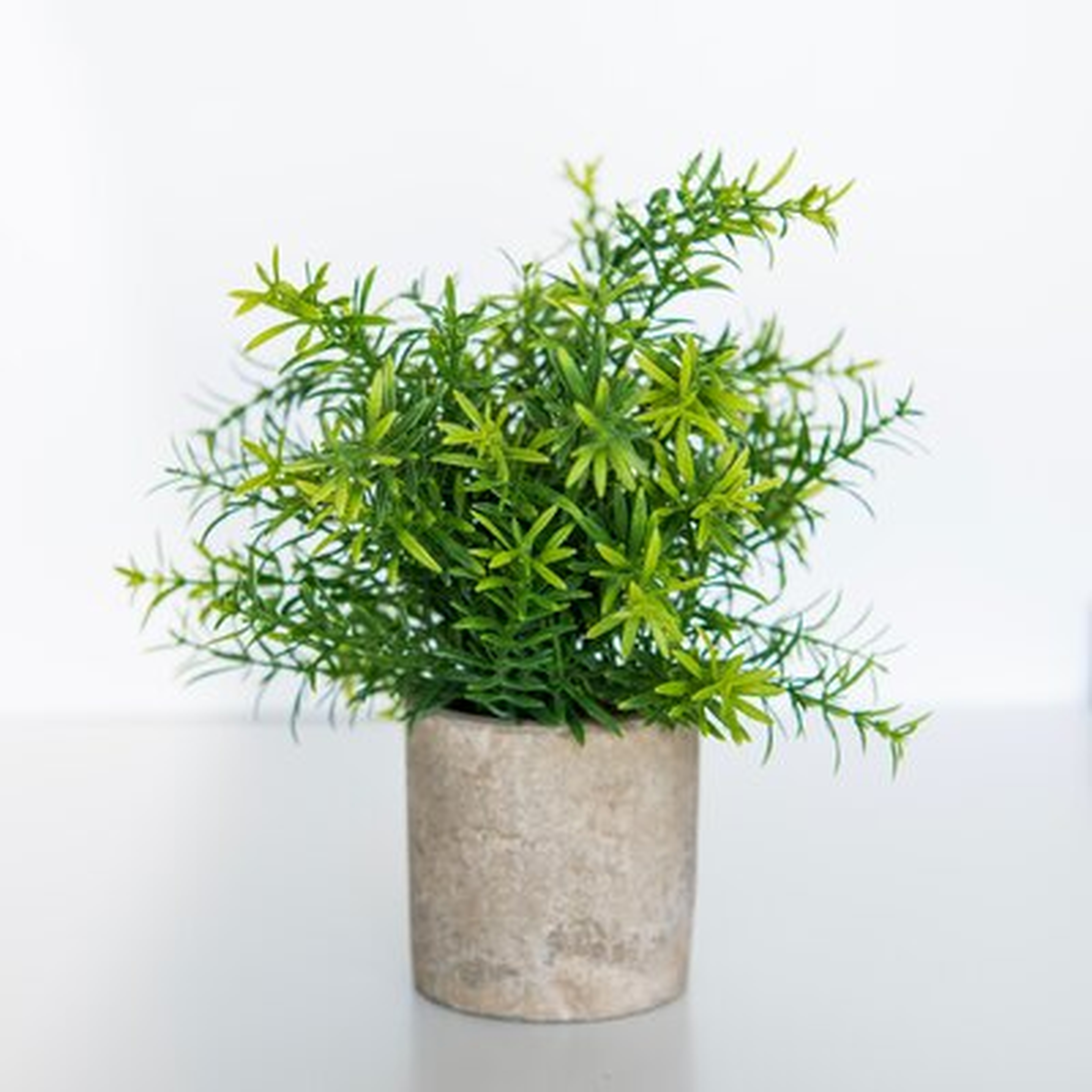Rosemary Rosemary Plant in Pot - Wayfair