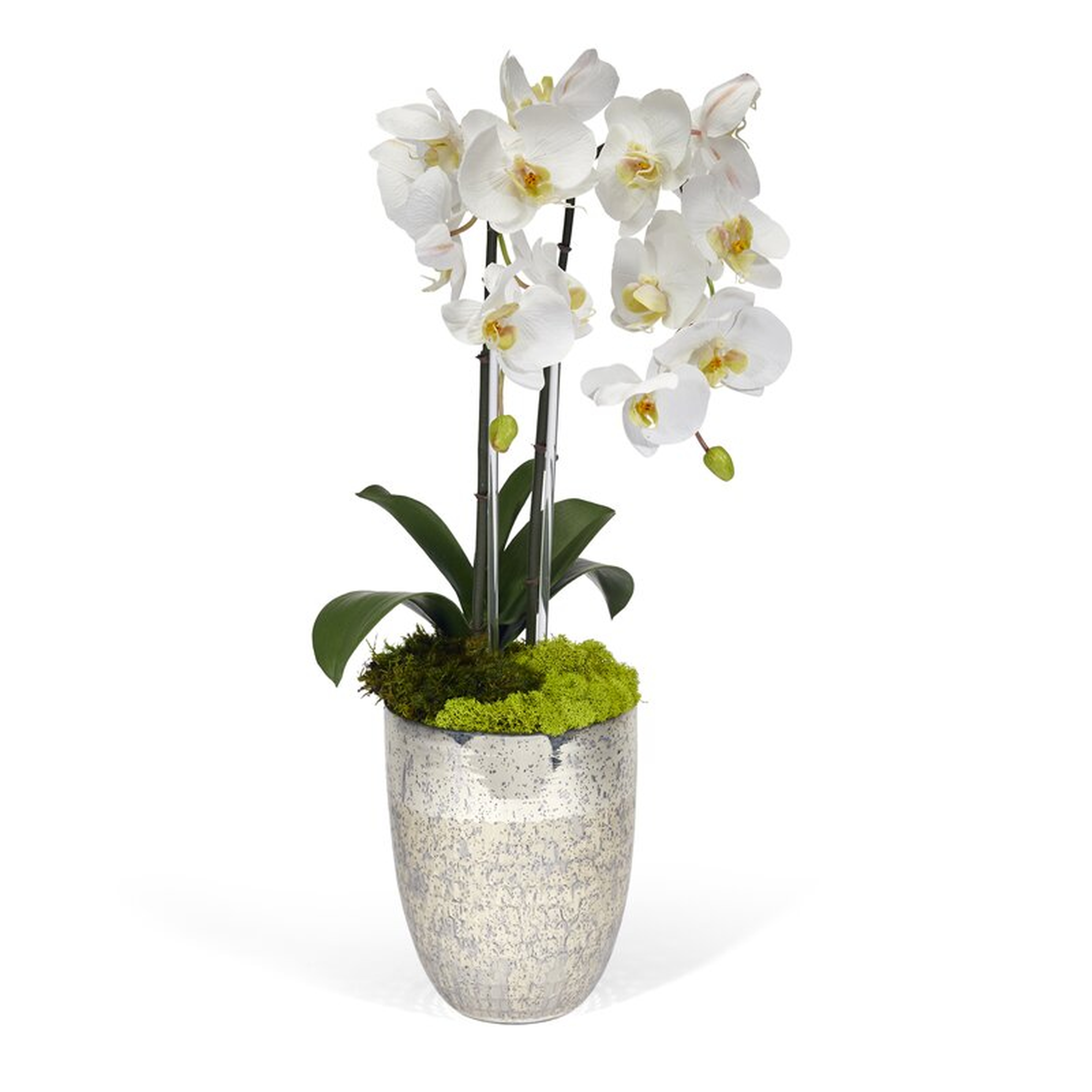 Double Orchids Floral Arrangement in Vase - Perigold