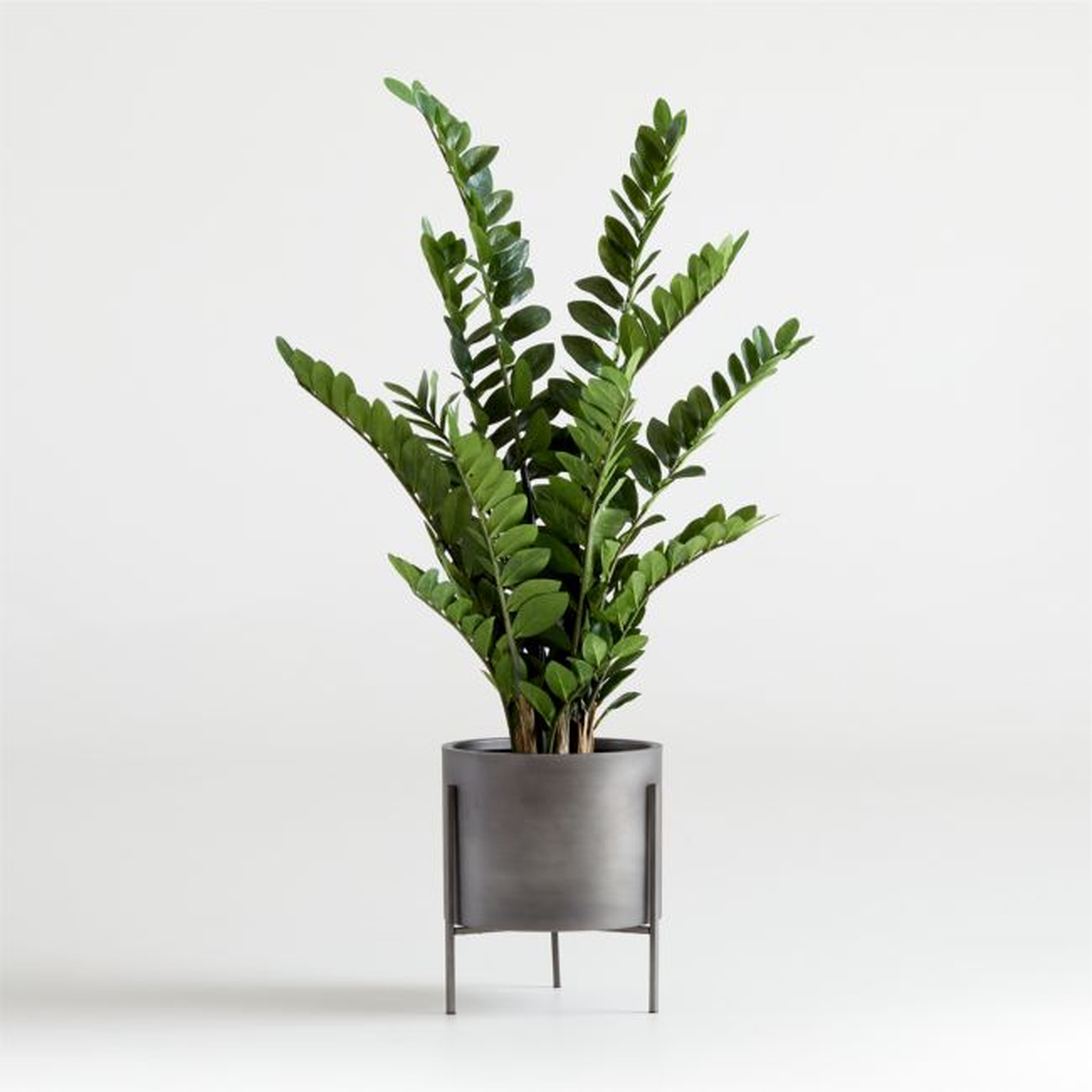 Faux Potted ZZ Plant - Crate and Barrel
