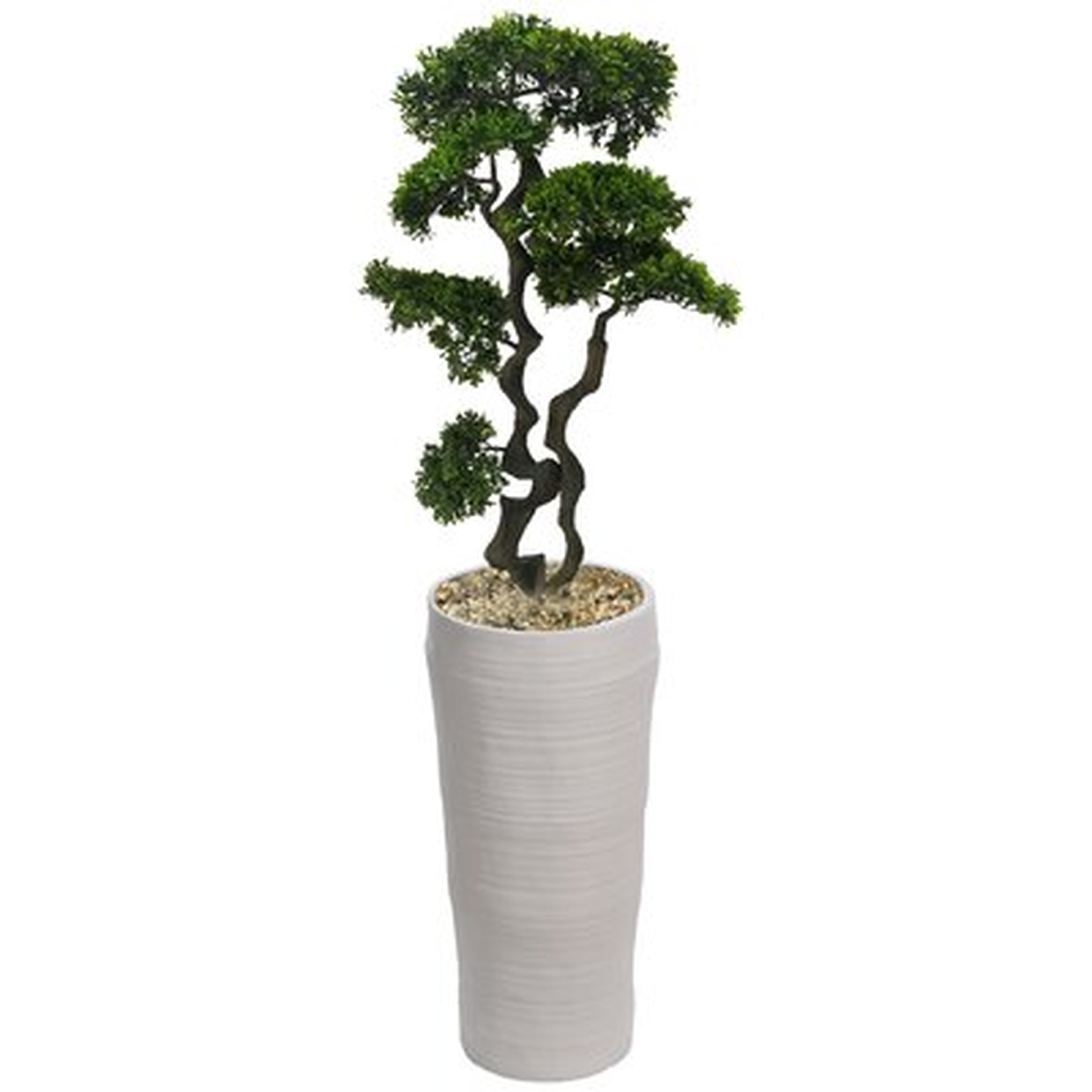 Bonsai Tree in Planter - Wayfair