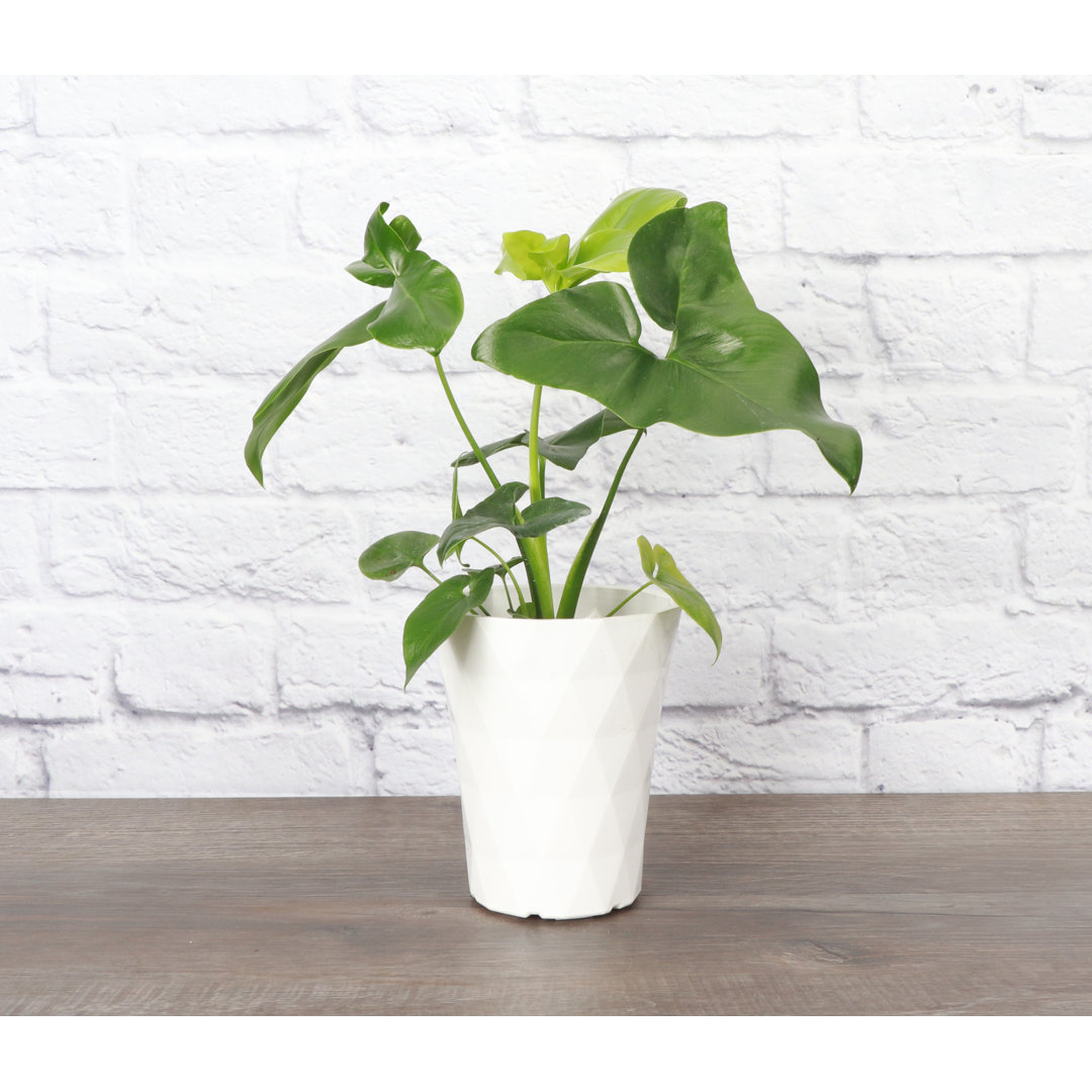 "Thorsen's Greenhouse Live Philodendron Plant in Modern Planter" - Perigold