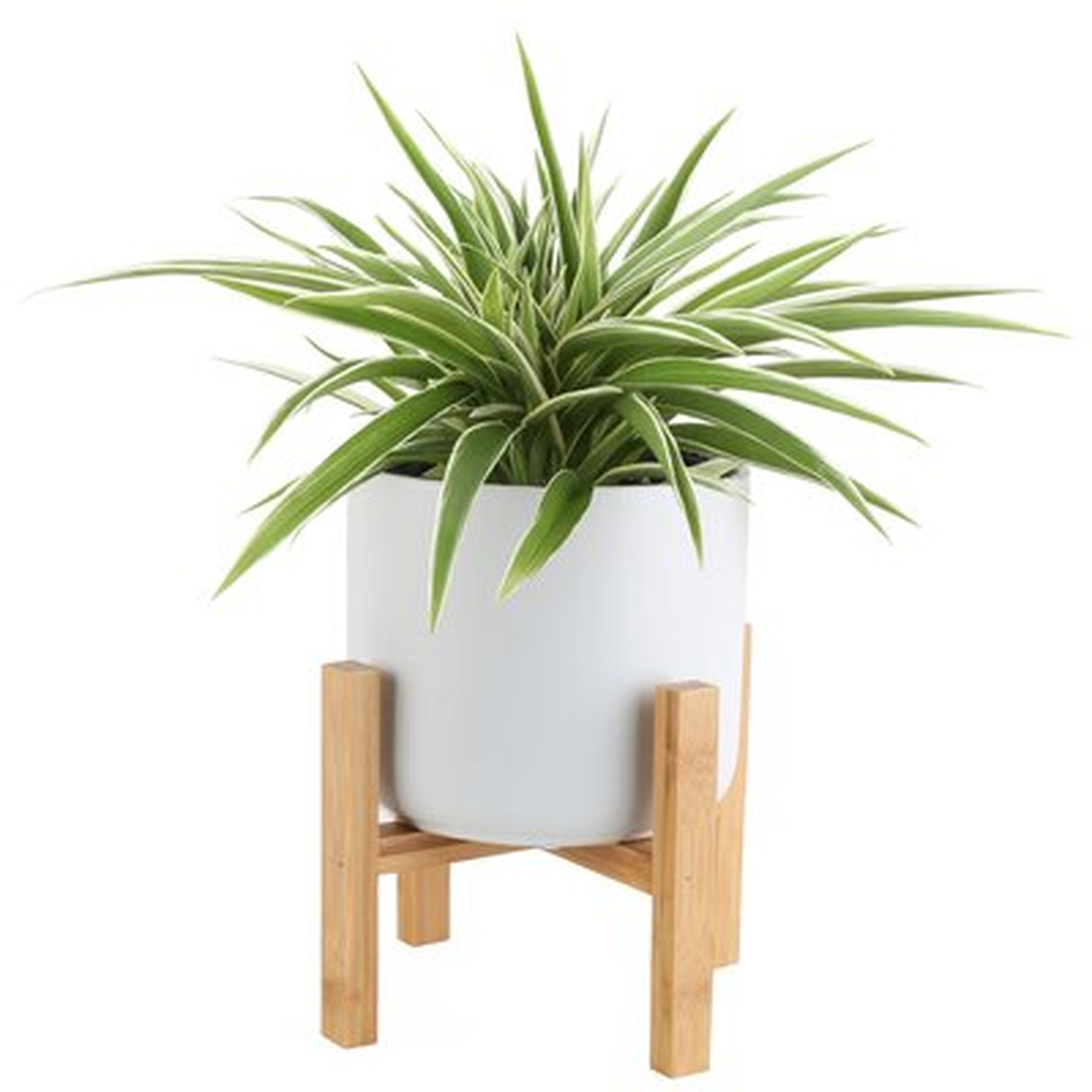 11" Live Foliage Plant in Planter - Wayfair