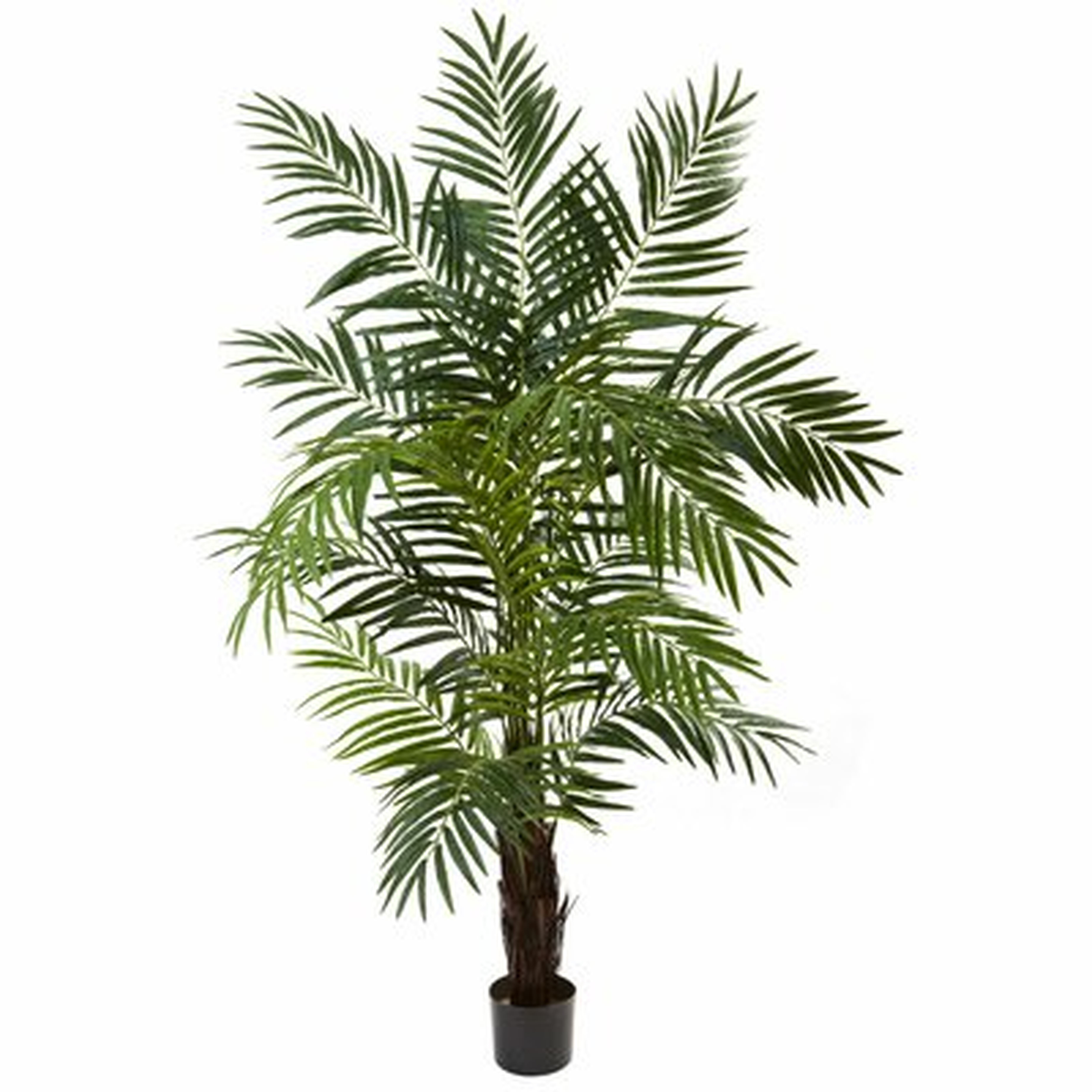 Areca Floor Palm Tree in Pot - Wayfair
