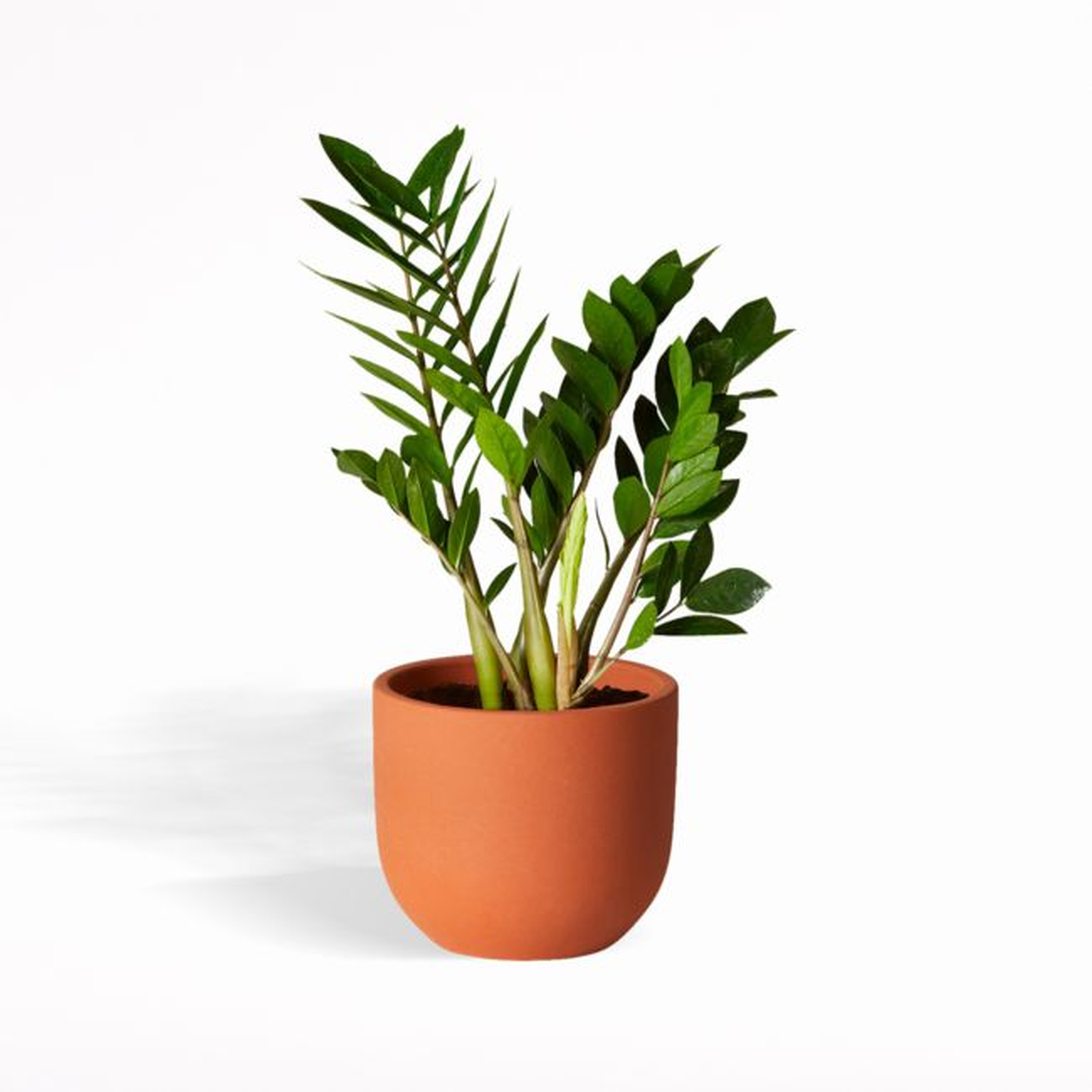 ZZ Plant in Terracotta Pot by The Sill - Crate and Barrel