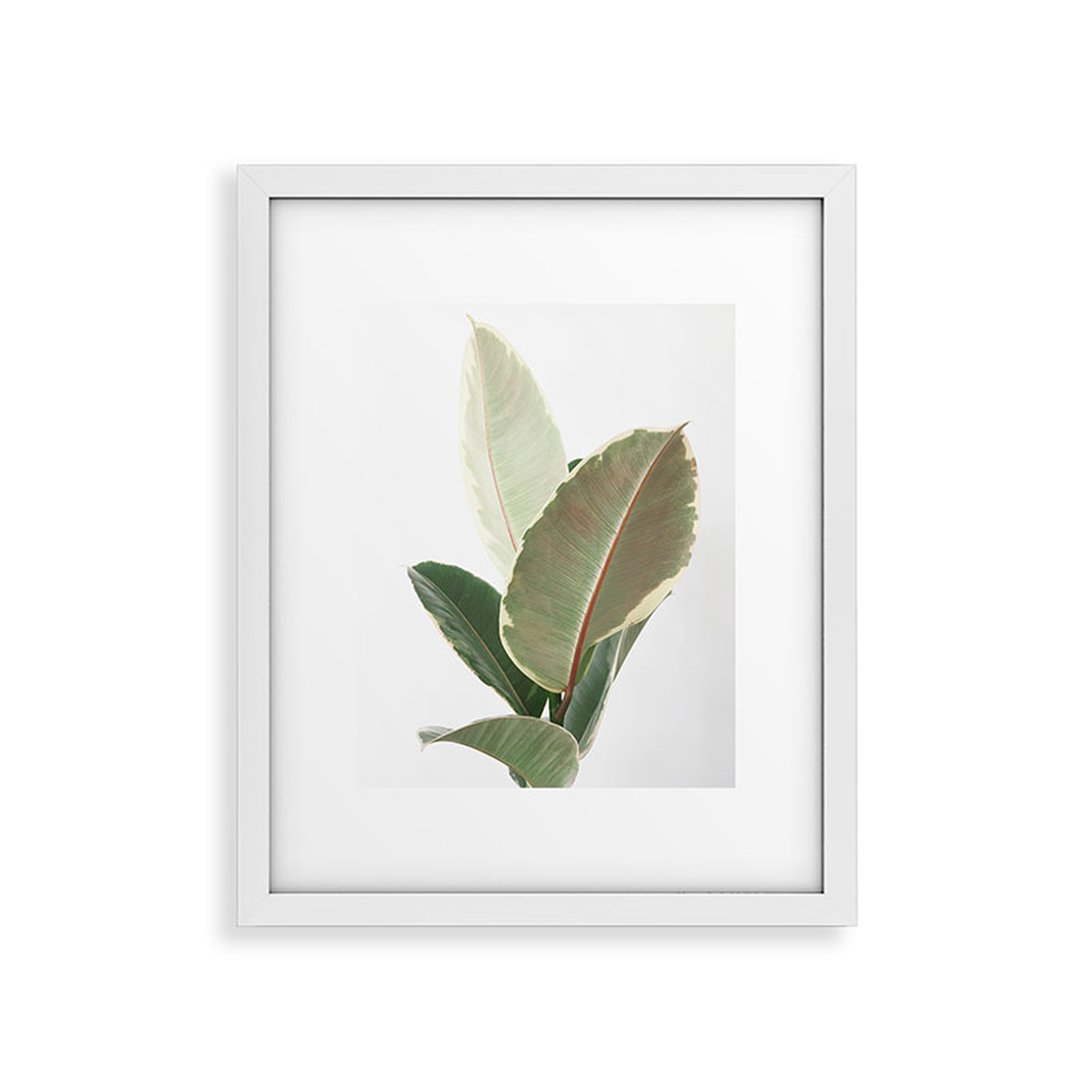 Ficus Tineke by Cassia Beck - Framed Art Print Modern White 18" x 24" - Wander Print Co.