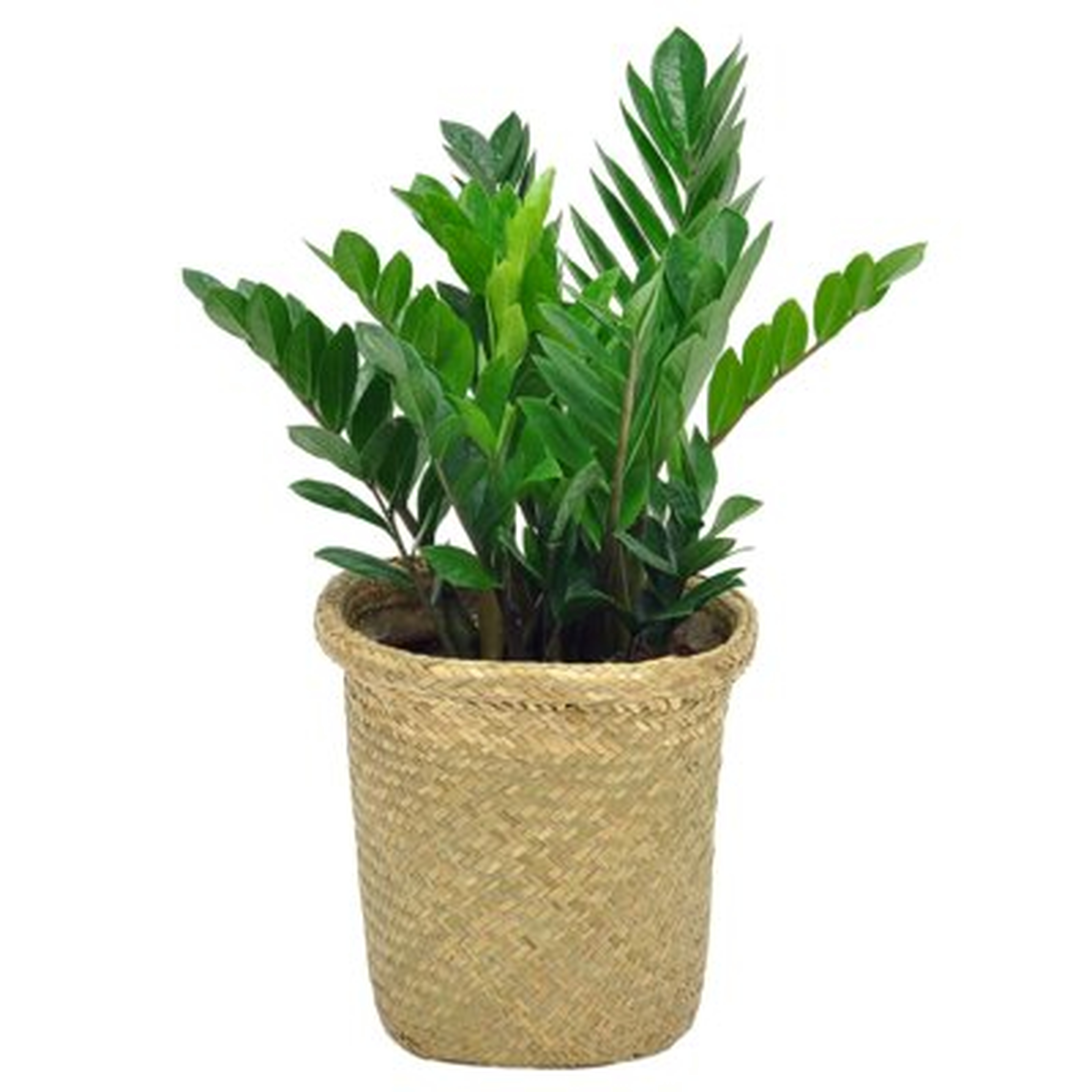 Costa Farms Indoor ZZ Plant Zamioculcas Zamiifolia House Plant in 10-inch Décor Pot - AllModern
