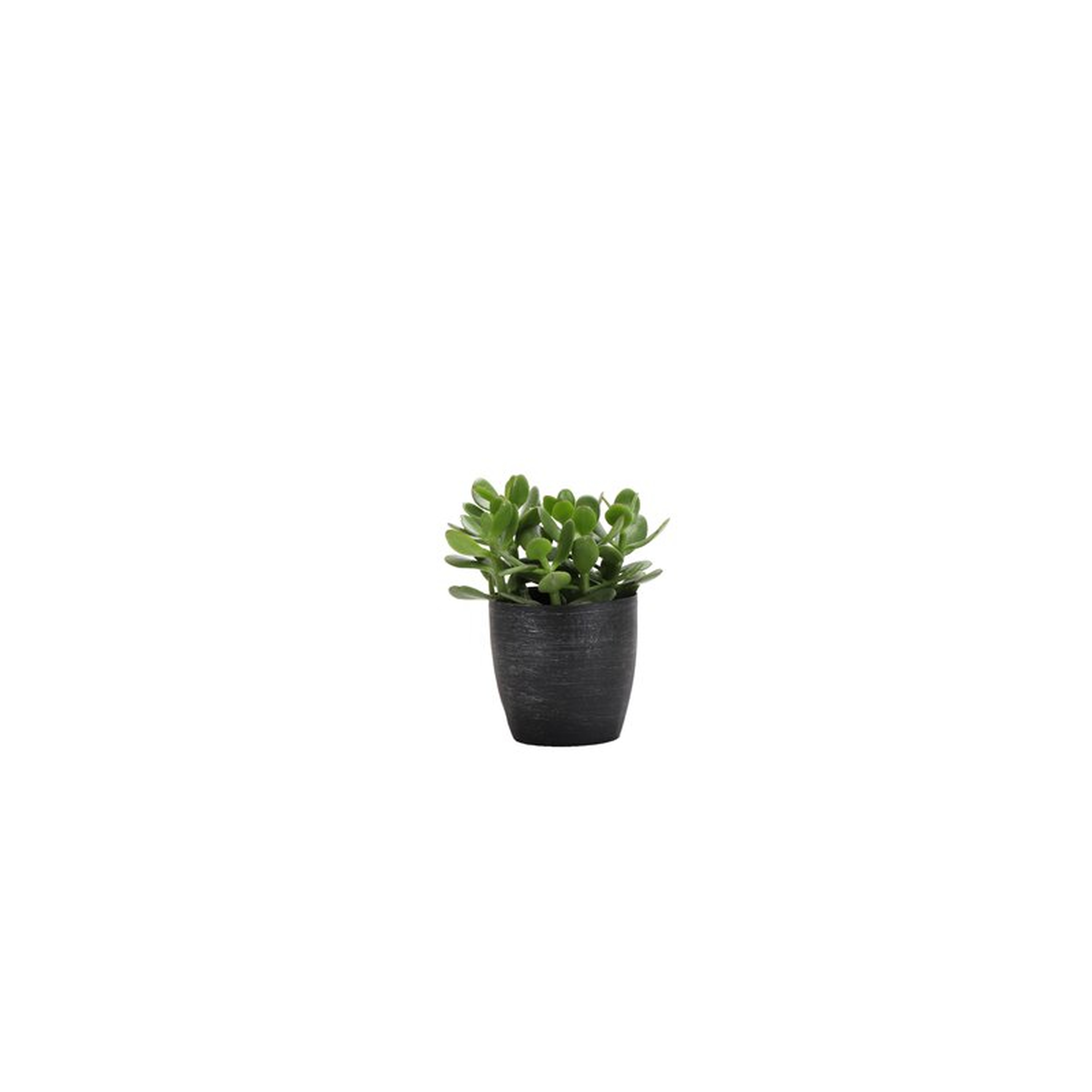 Thorsen's Greenhouse Live Jade Plant in Brushed Silver Pot, 7" - Perigold