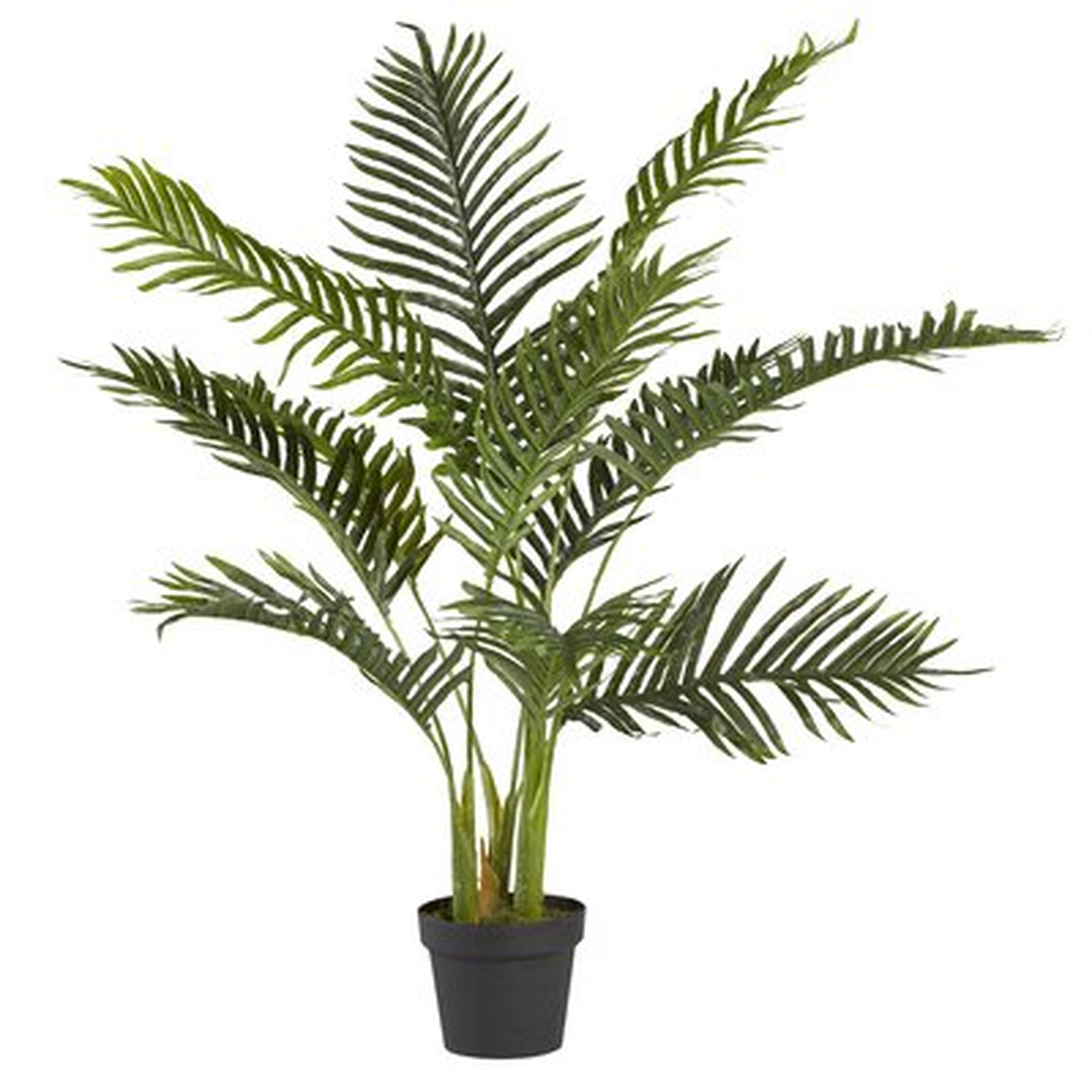 Areca Palm Plant in Pot Liner - Wayfair