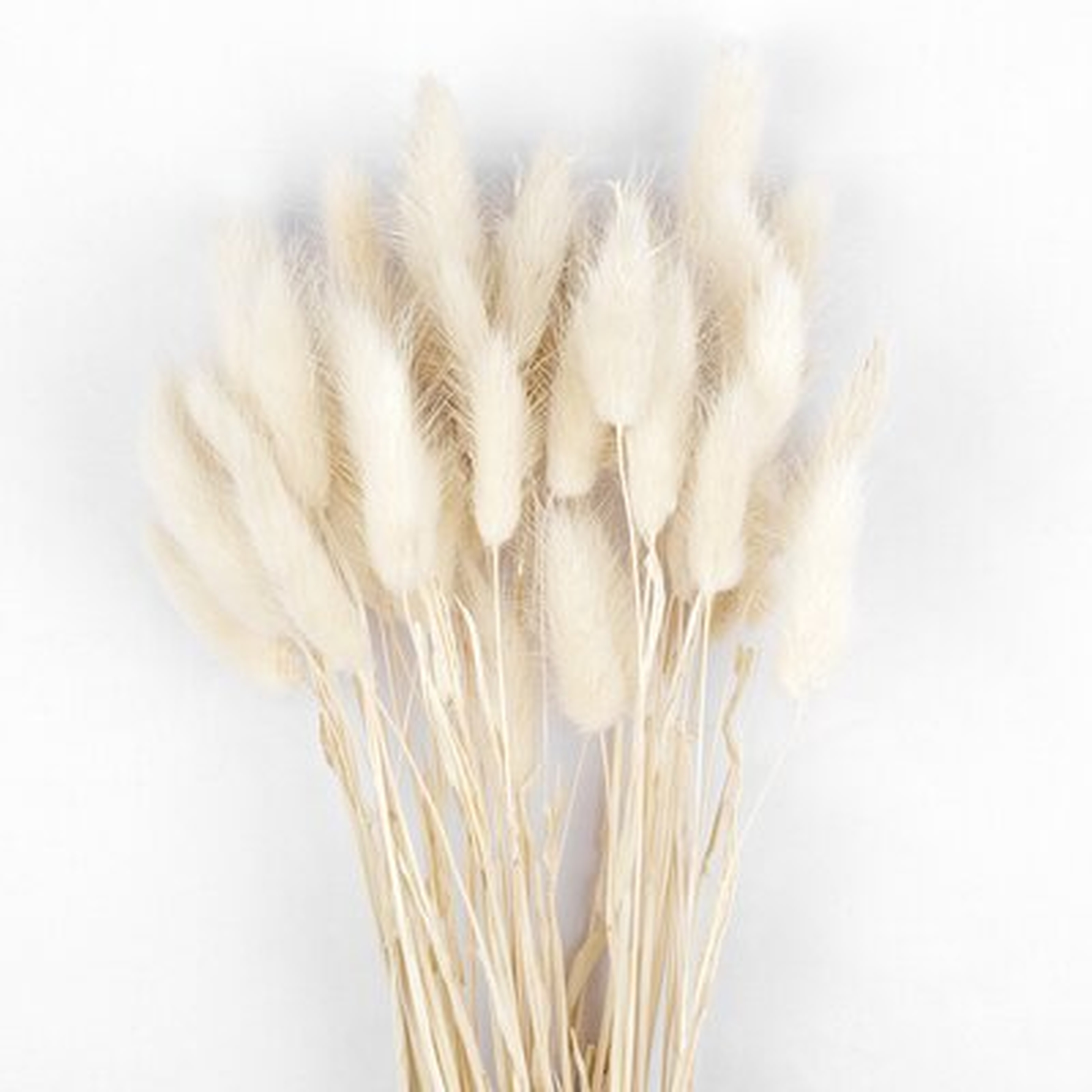 Light Pink Bunny Tails, Lagurus Ovatus, Natural Pampas Grass Dried Flowers For Wedding Decoration, DIY Centerpieces, Flower Arrangements, Boho Home Decor, 50-Pack, 15-19 Inches - Wayfair