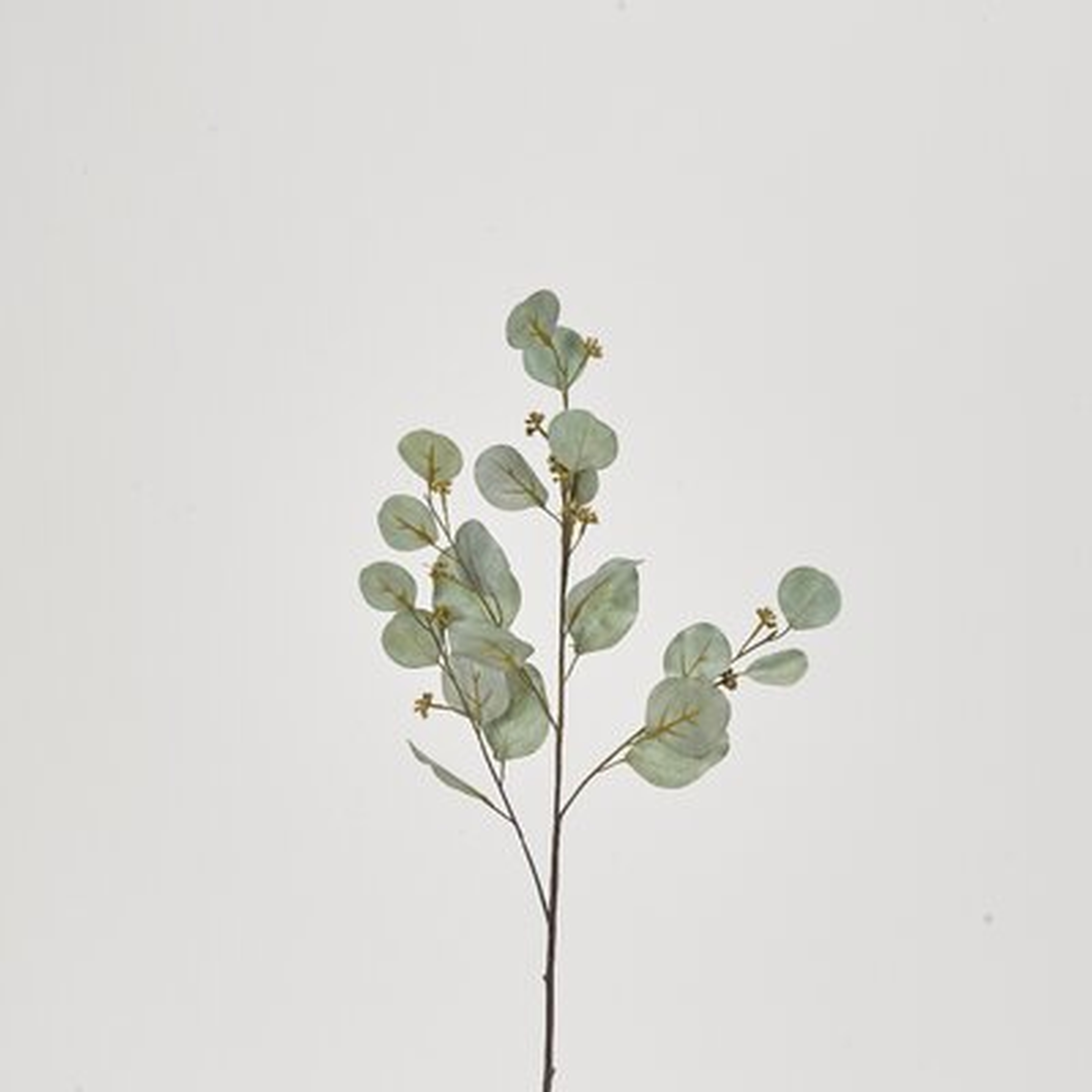 32'' Eucalyptus Branch (Set of 3) - Wayfair