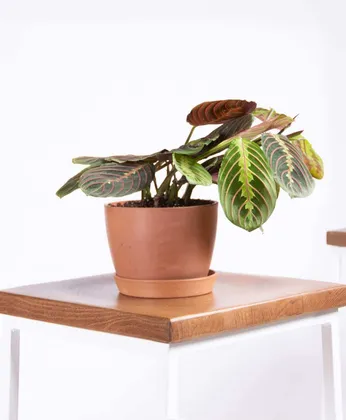 Red Prayer Plant, Clay Pot