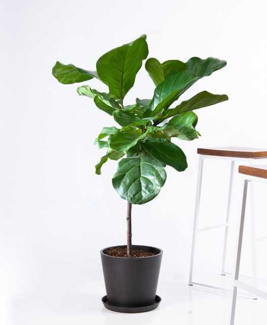 fiddle leaf fig - charcoal pot - Bloomscape