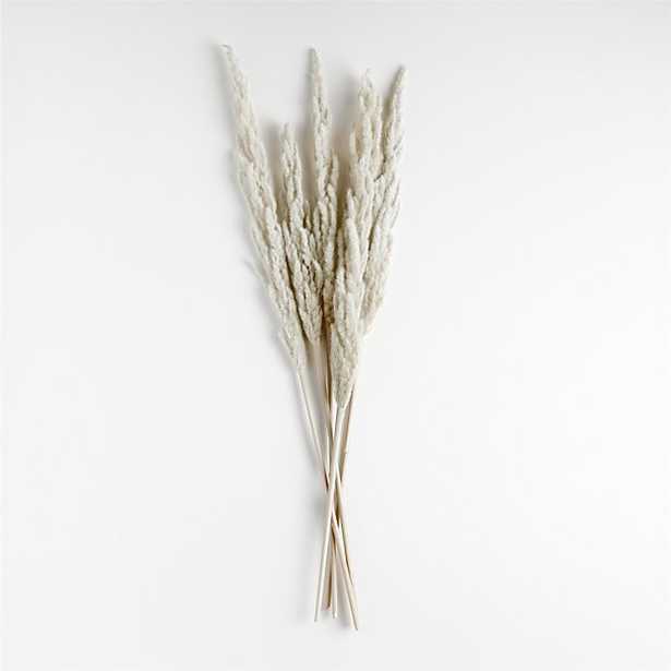Grass Plume - Crate and Barrel