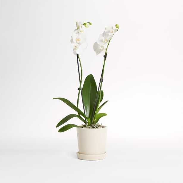 Live Double Stem White Orchid in Bryant Planter - Crate and Barrel
