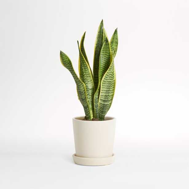 Live Snake Plant in Bryant Planter by The Sill - Crate and Barrel