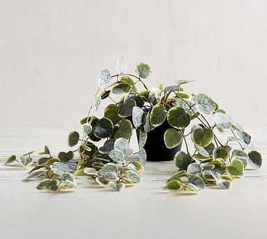 Faux Trailing Variegated String Of Hearts Houseplant - Pottery Barn