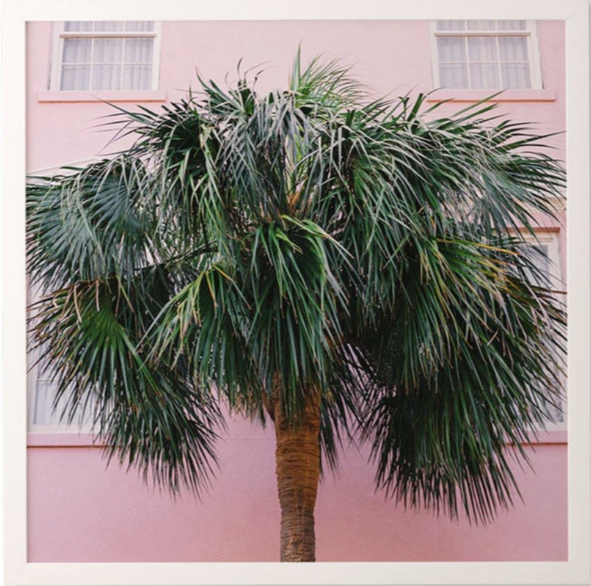 Charleston Pink by Bethany Young Photography - Framed Wall Art Bamboo 30" x 30" - Image 0