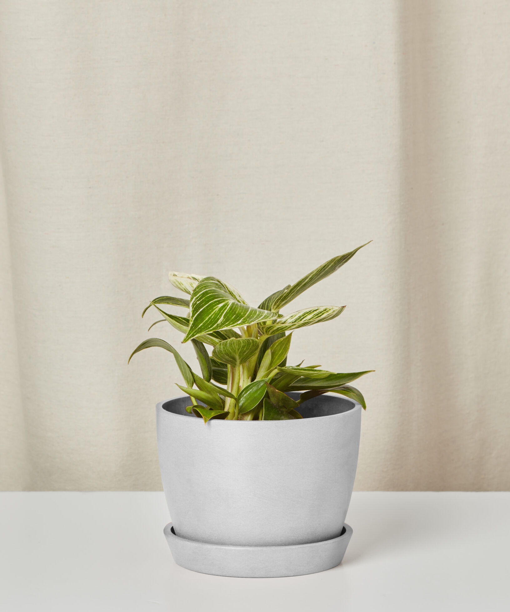 Philodendron Birkin - Image 0