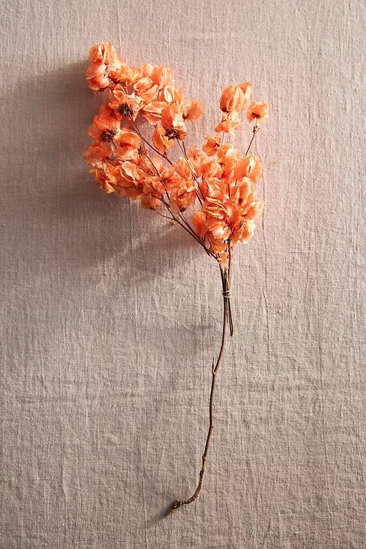 Preserved Bougainvillea Bunch - Image 1