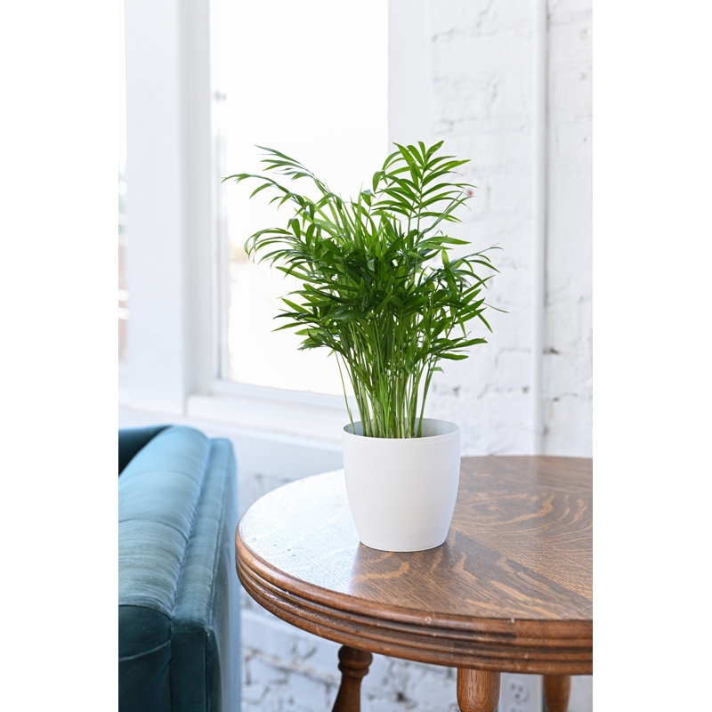 Thorsen's Greenhouse Live Neanthe Bella Palm Plant in Classic Pot - Image 3