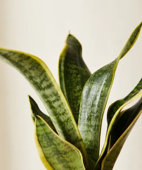Snake Plant, Charcoal Pot - Image 1