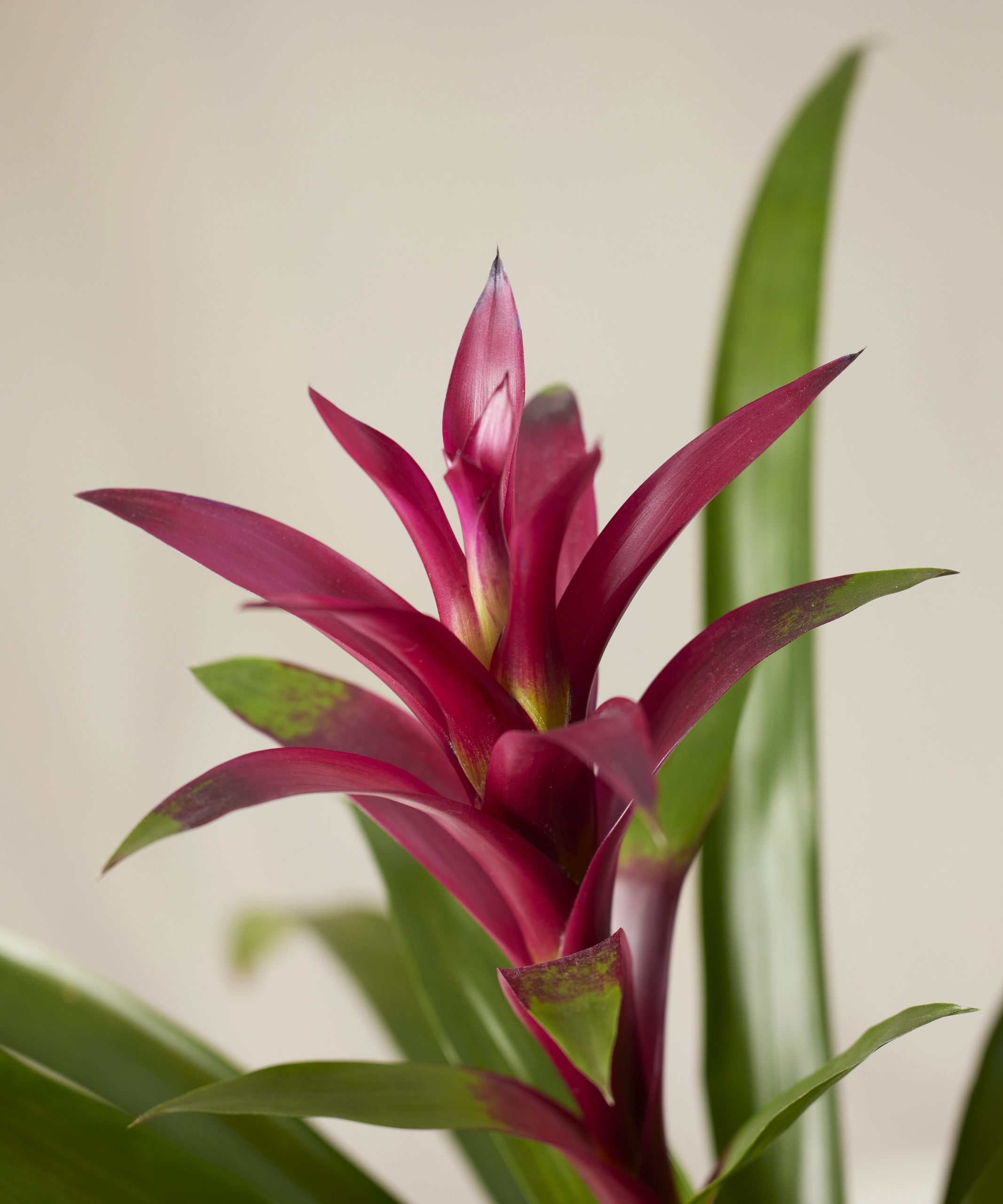 Bromeliad Guzmania Purple - Image 1