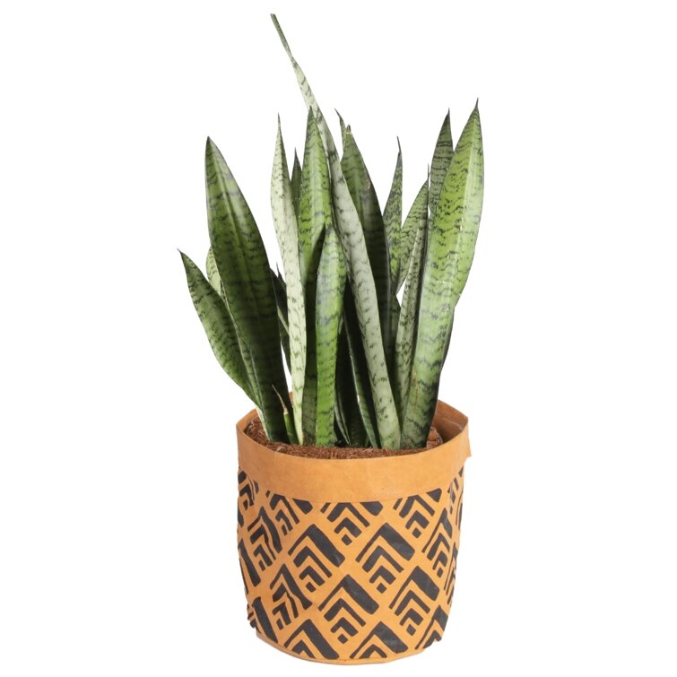 Costa Farms Snake Plant in Basket - Image 0
