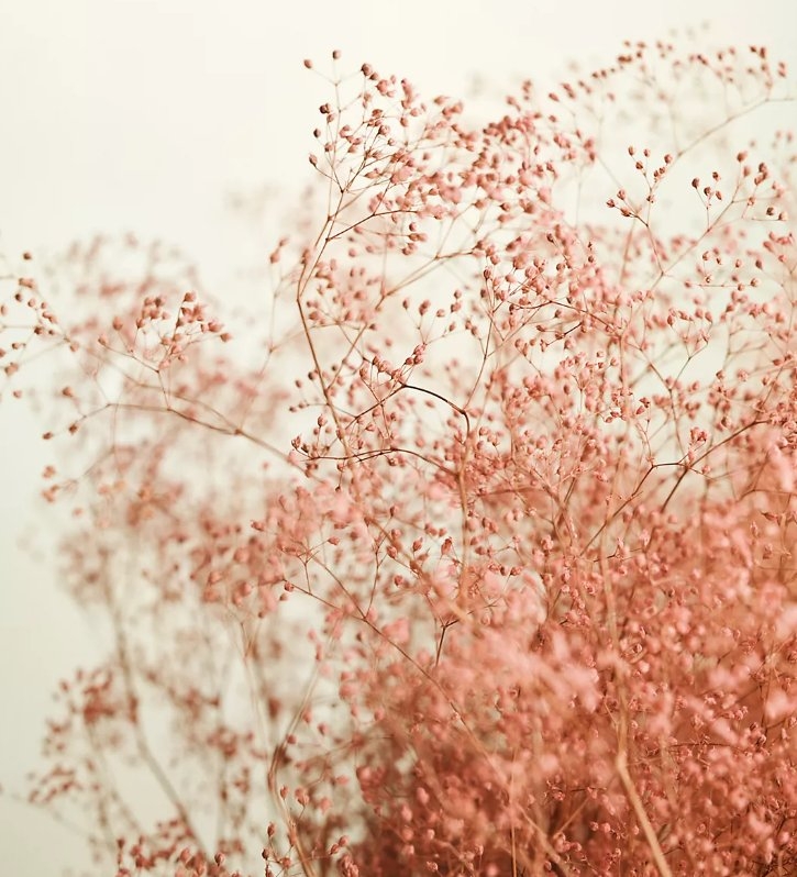 Dried Gypso Bunch - Image 1