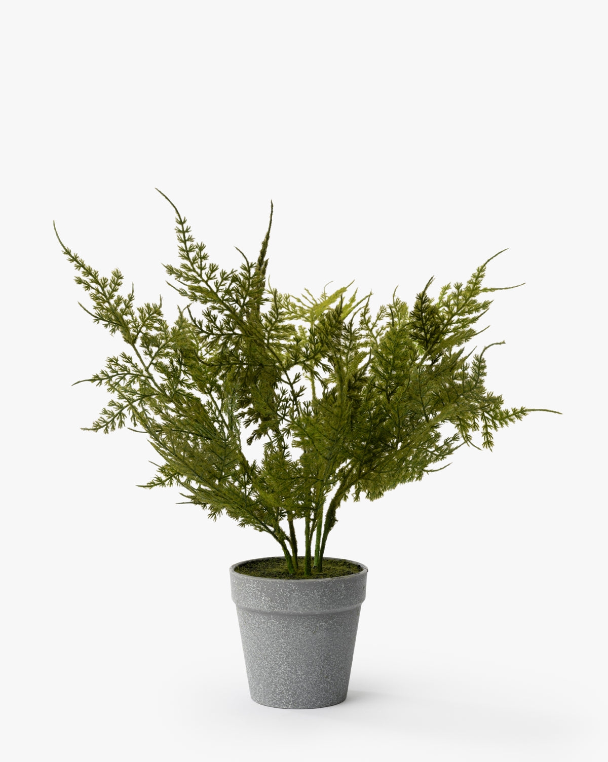 PLUMOSA FERN DROP-IN - SMALL - Image 0