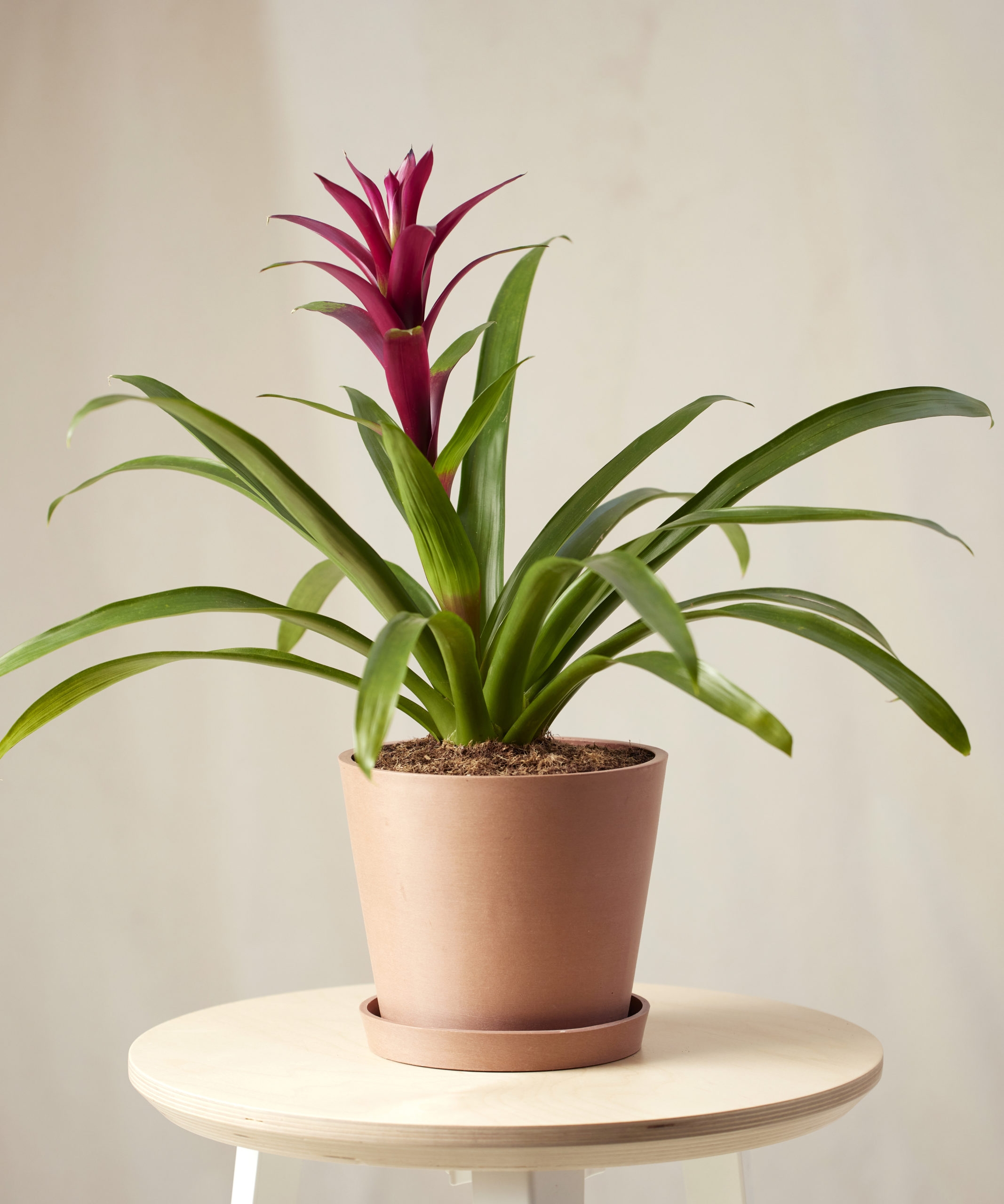 Bromeliad Guzmania Purple - Image 0
