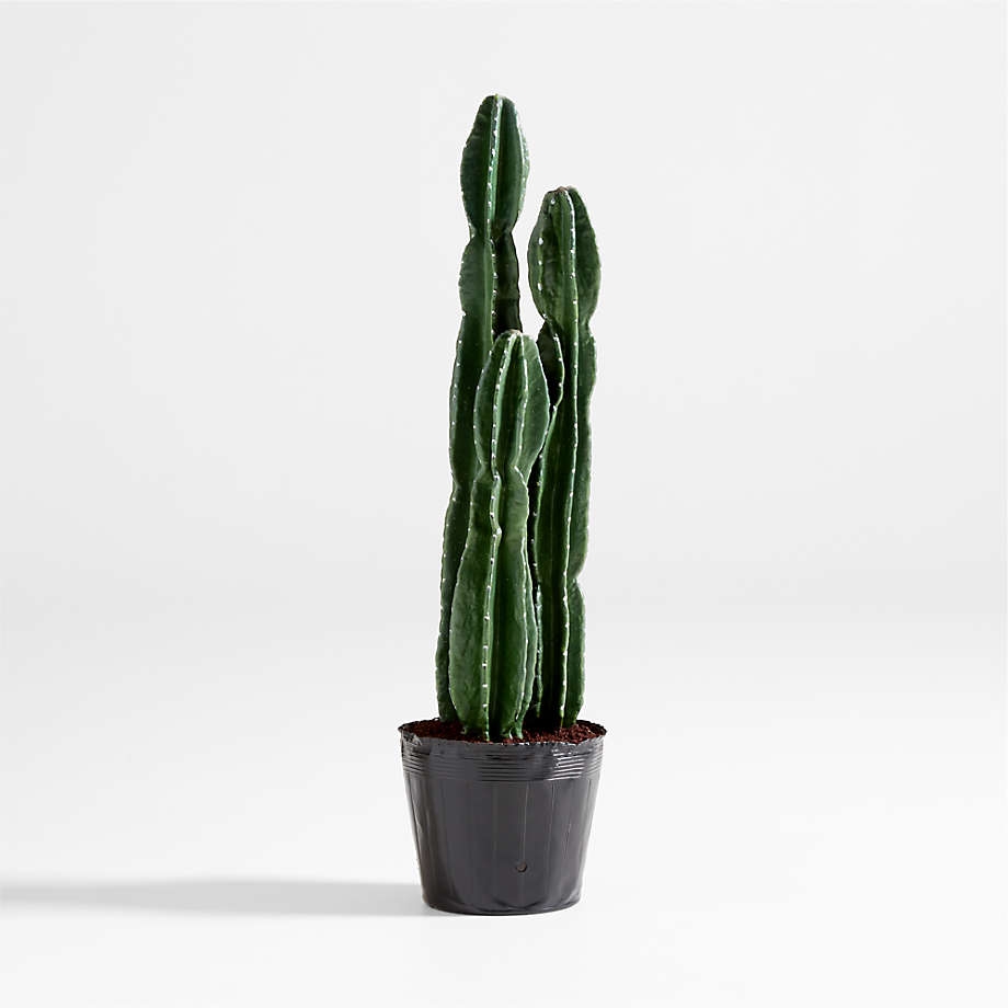 Faux Tall Potted Cactus Plant - Image 0