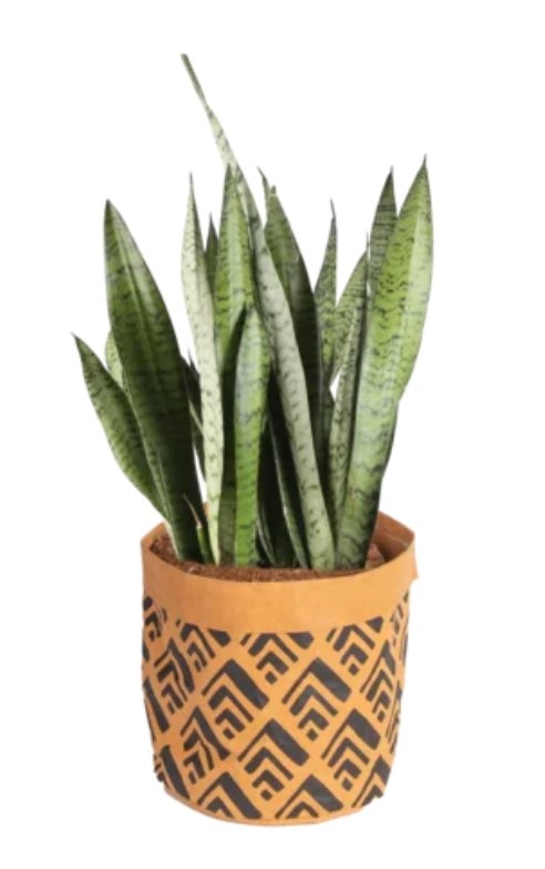 Costa Farms Low Maintenance 24'' Snake Plant Floor Plant in a Wicker / Rattan Basket with Air Purifying Qualities for Outdoor Use - Image 0