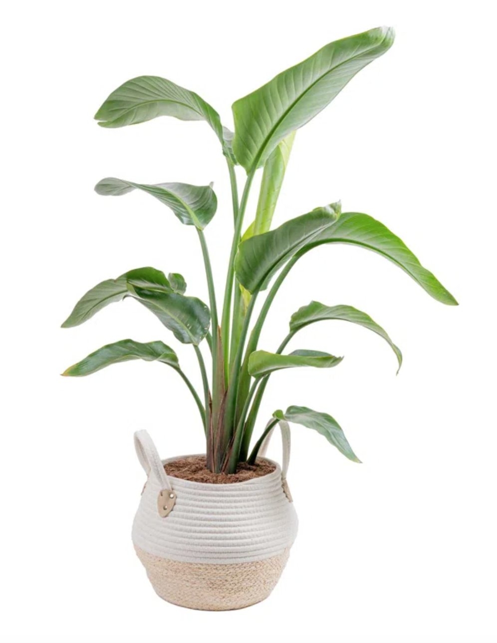 Costa Farms Live White Bird of Paradise Low Maintenance Plant in Weave Basket 10-in Pot - Image 0