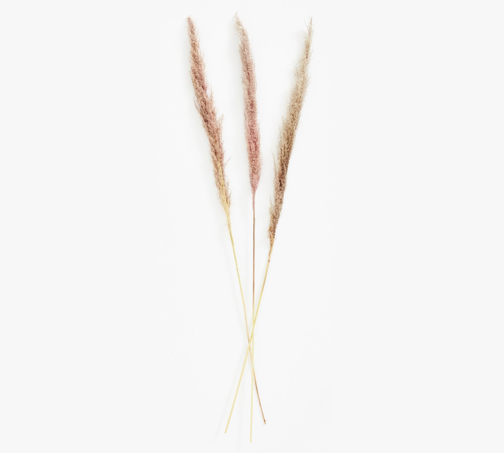 Dried Pampas Grass Branches, Natural, Set of 3 - Image 0