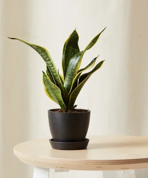 Snake Plant, Charcoal Pot - Image 0