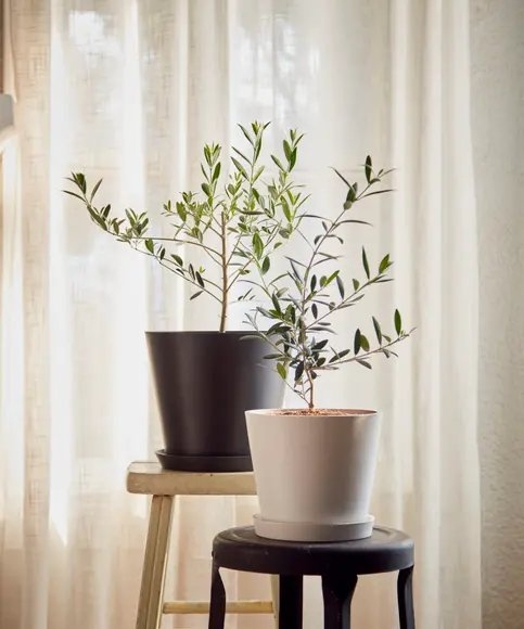 Olive Tree - Charcoal - Image 1