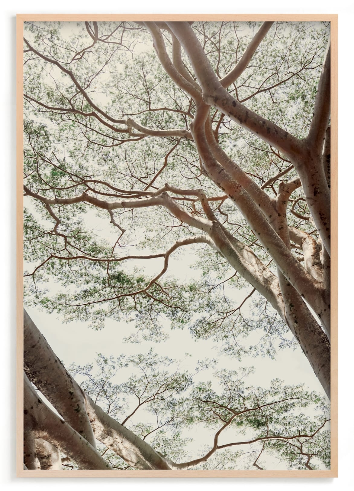 Tapestry II Limited Edition Fine Art Print 2 - Image 0