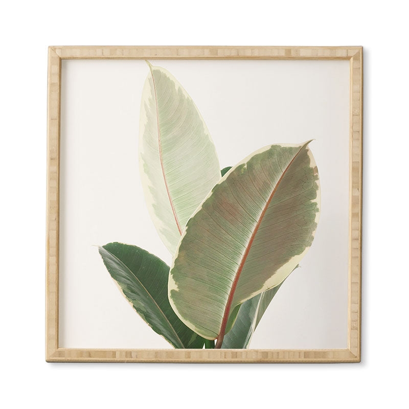 Ficus Tineke by Cassia Beck - Framed Wall Art Bamboo 20" x 20" - Image 0