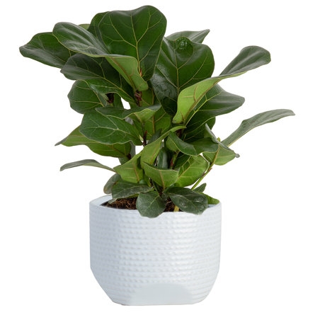Costa Farms Costa Farms 12'' Fiddle Leaf Fig Plant Desktop Plant in a Ceramic Planter with Air Purifying Qualities - Image 1